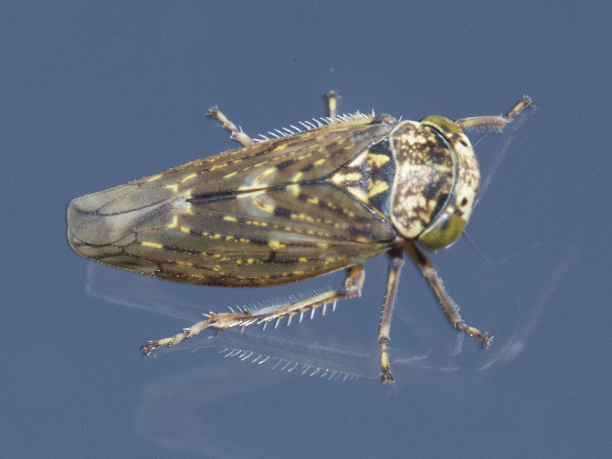 acericerus_heydenii2md