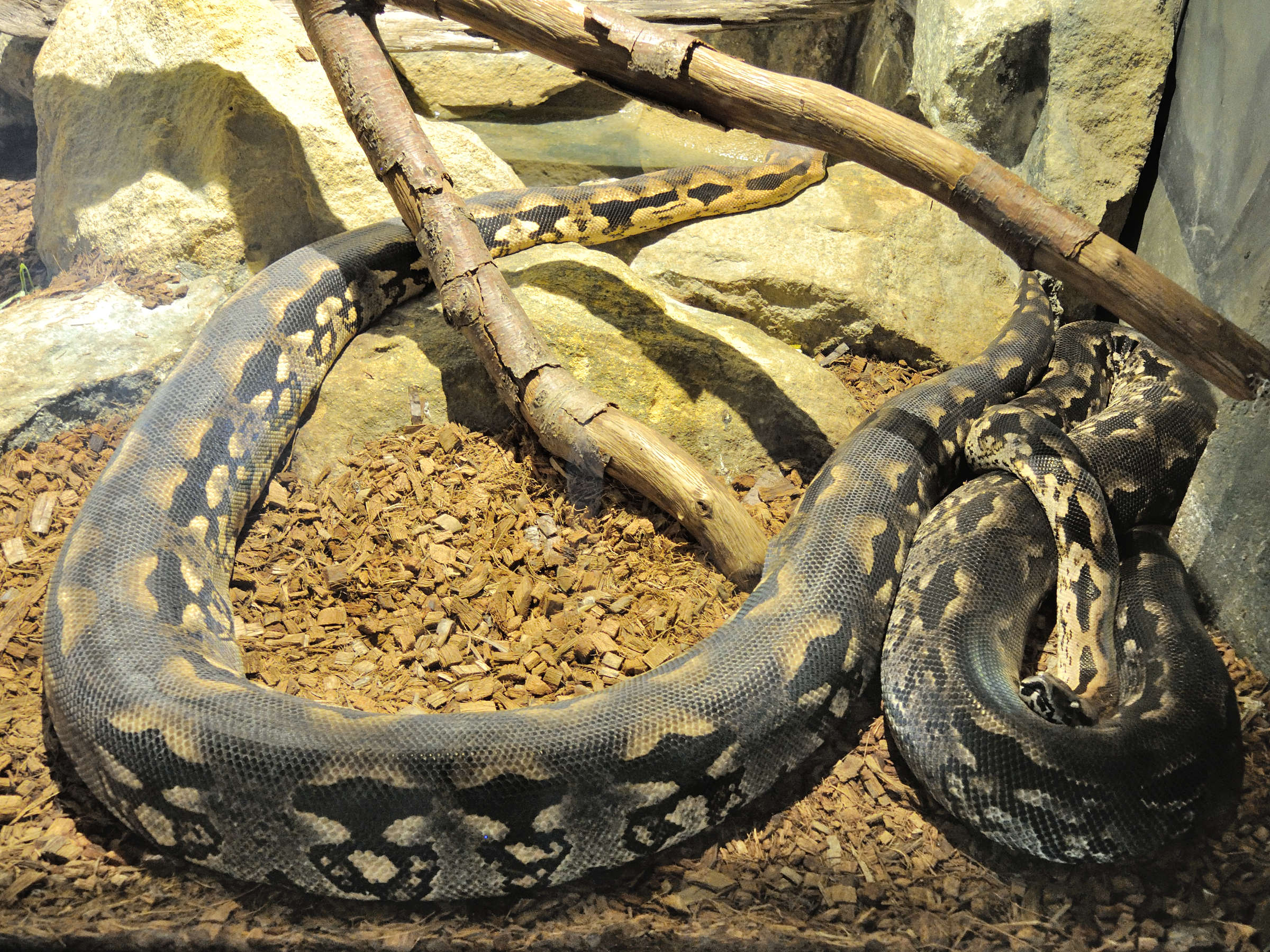Acrantophis_madagascarensis