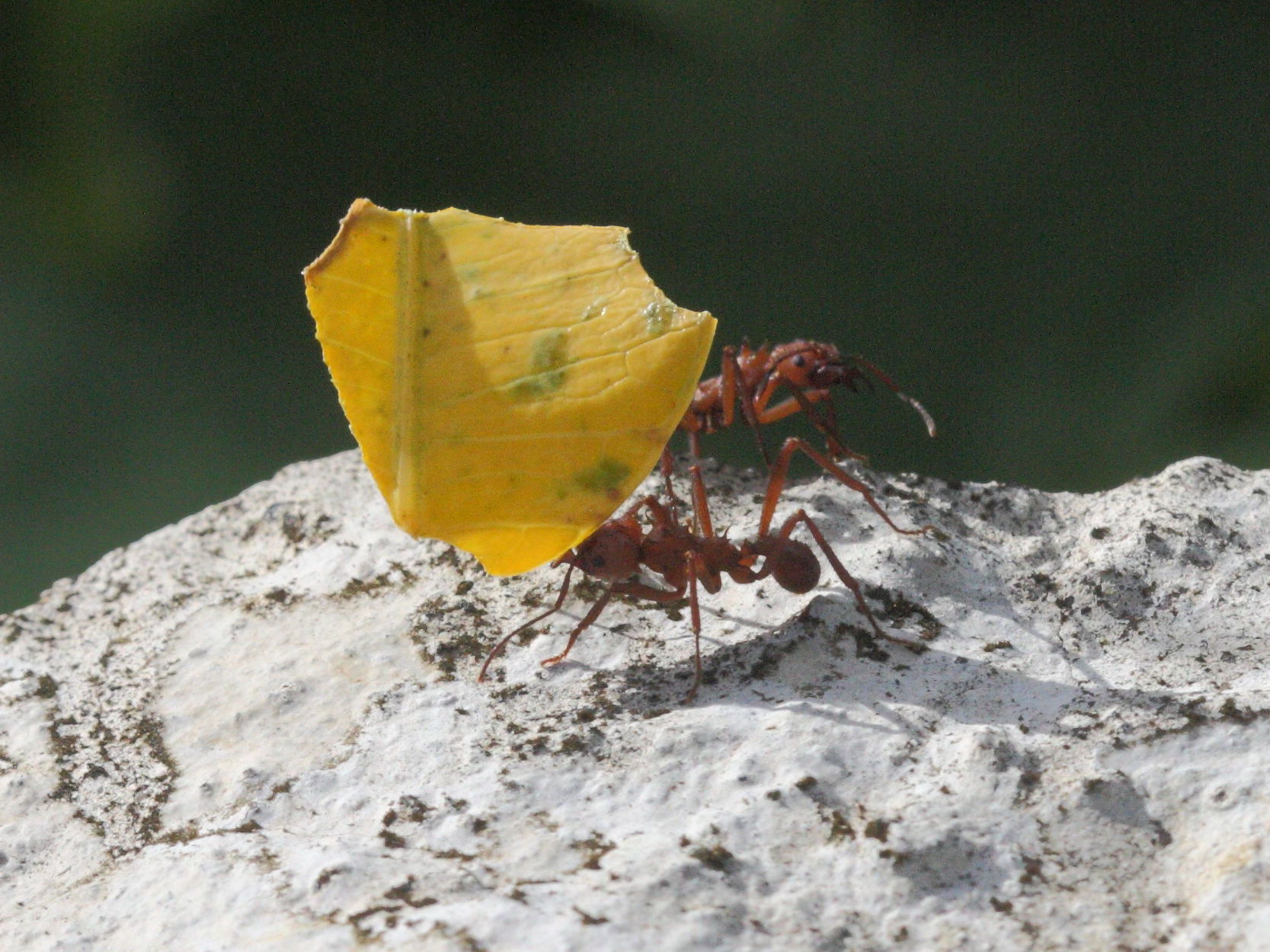 acromyrmex_octospinosus9md