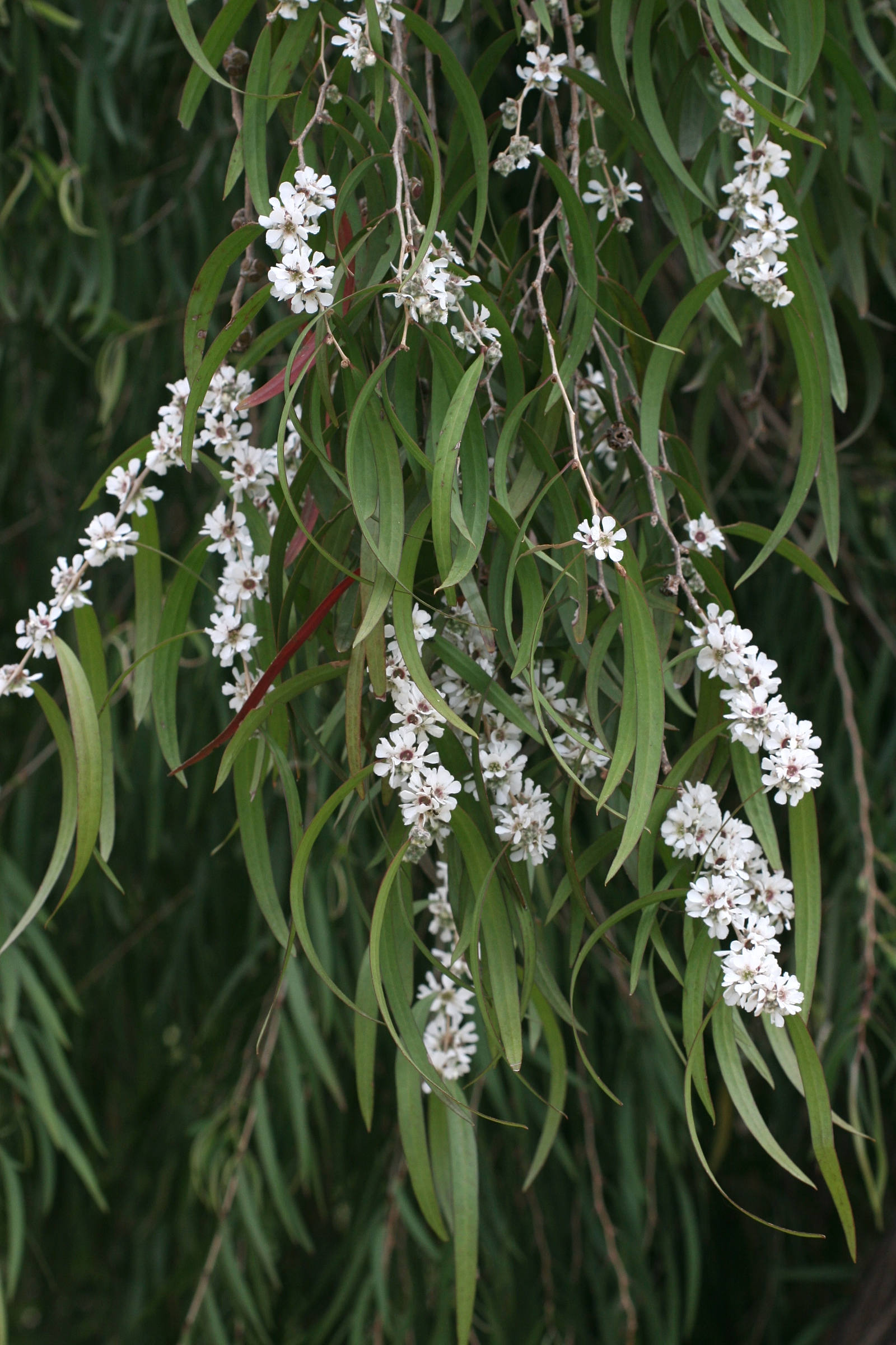 Afficher le média agonis_flexuosa2md agonis_flexuosa2md