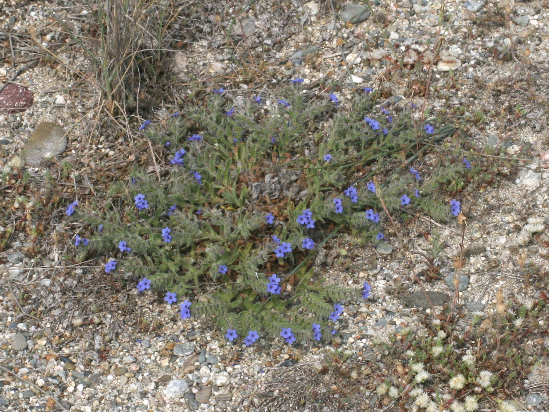 alkanna_tinctoria1md