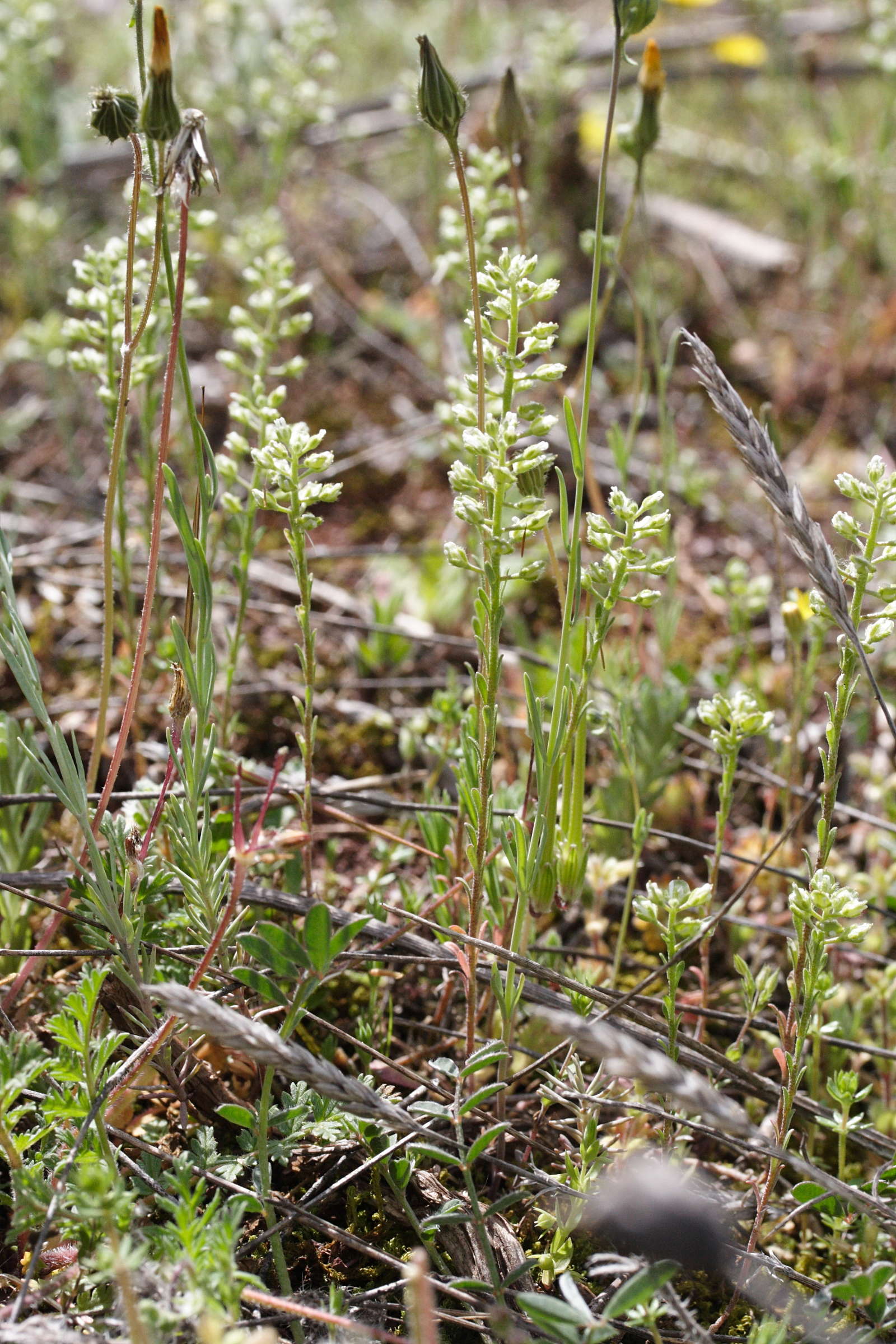 Afficher le média alyssum_alyssoides1md alyssum_alyssoides1md