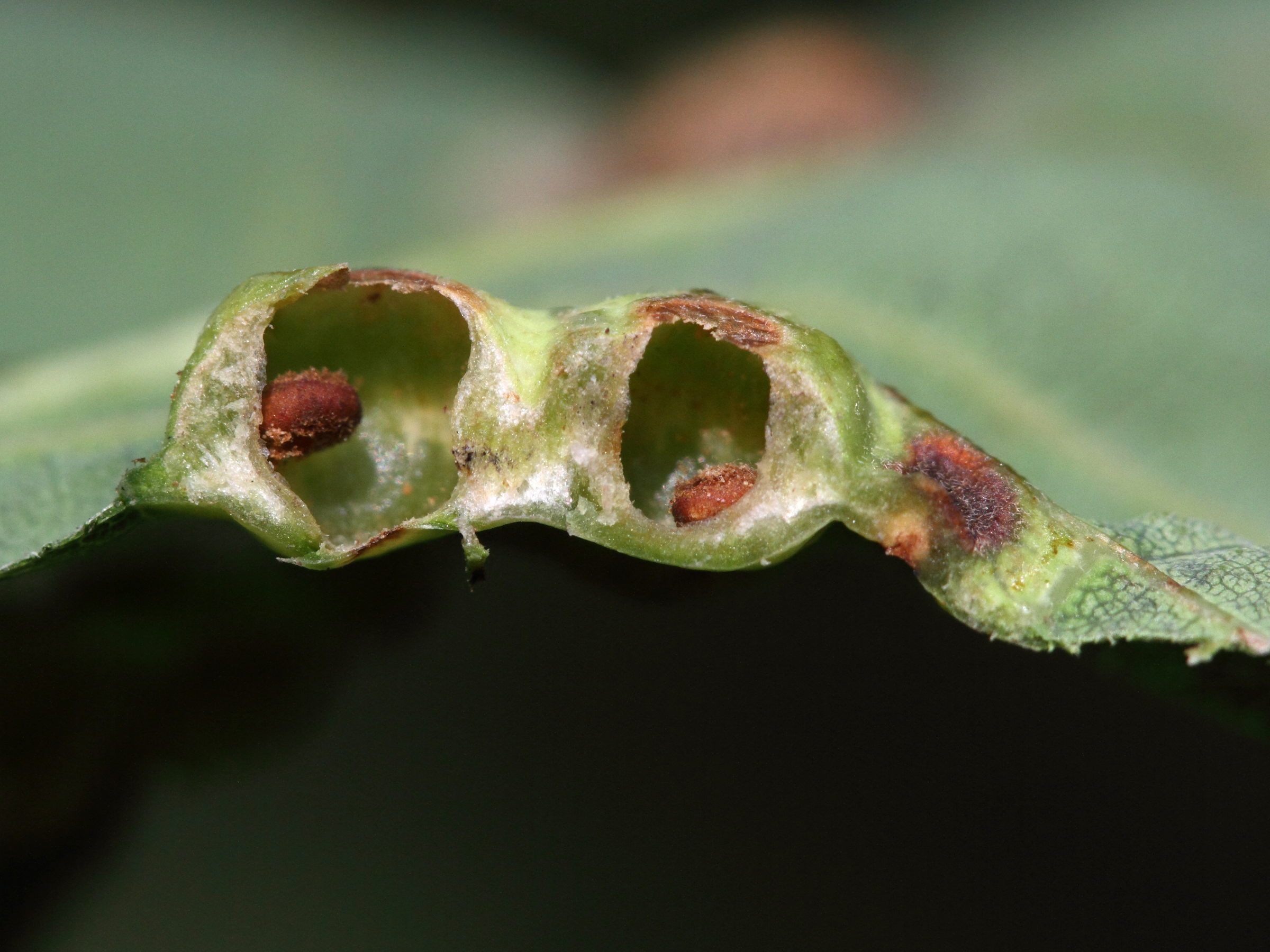 andricus_curvator_galle3md