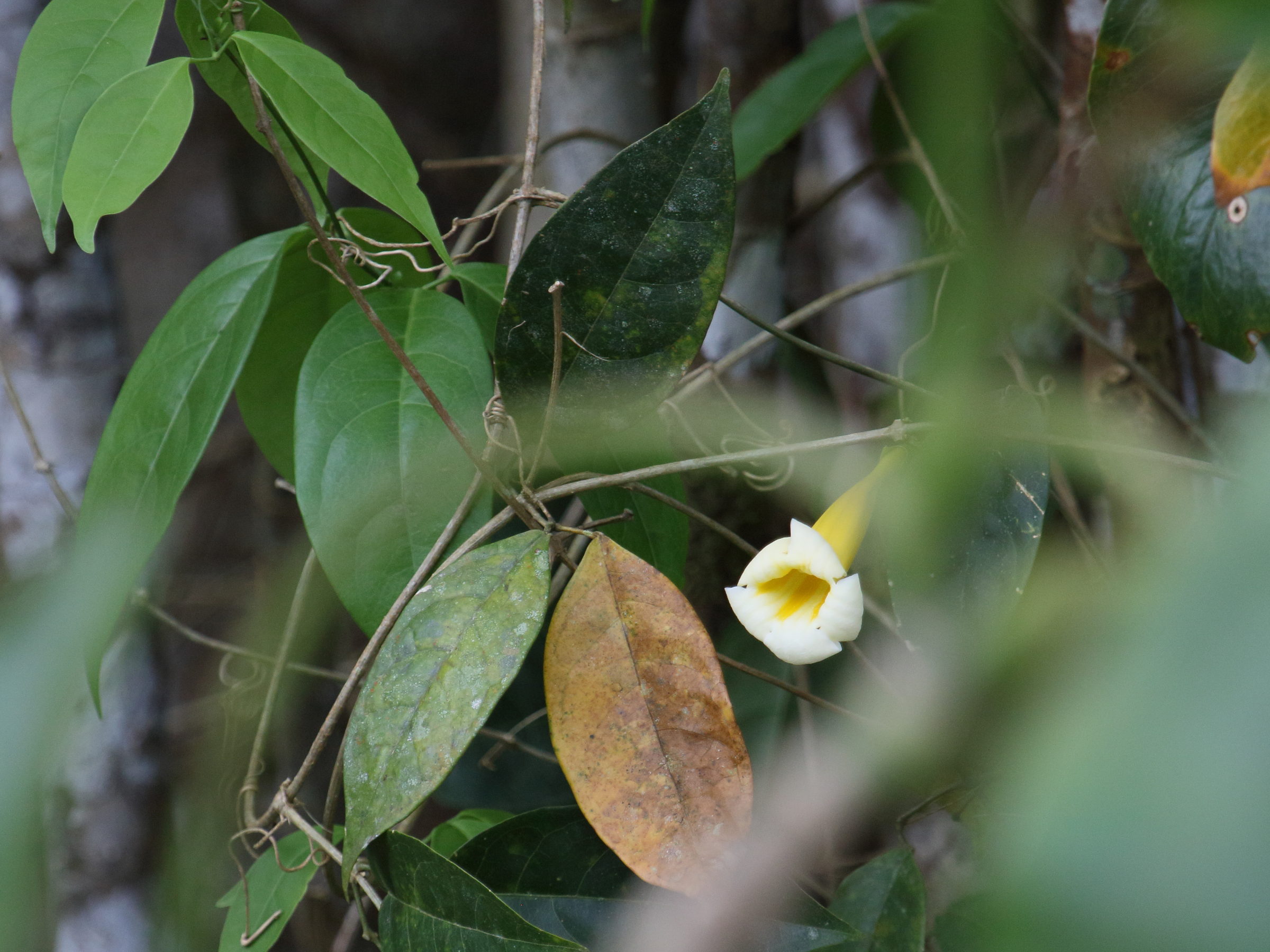 anemopaegma_chrysoleucum1bd