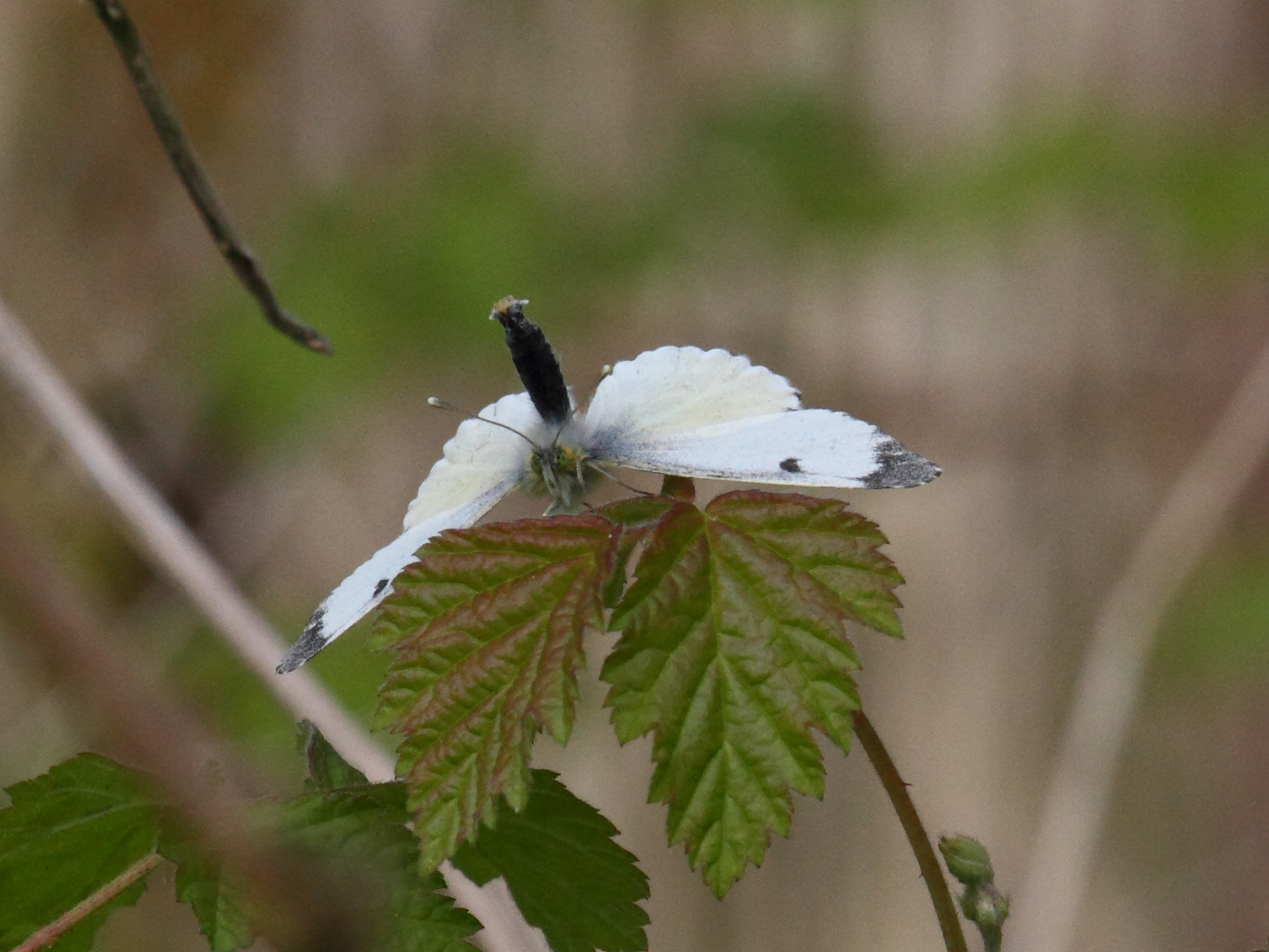 Anthocharis_cardamines
