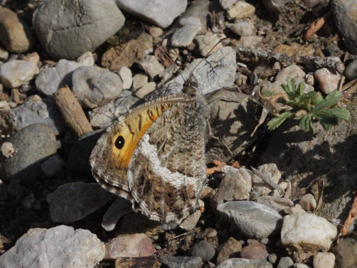 arethusana_arethusa2bd