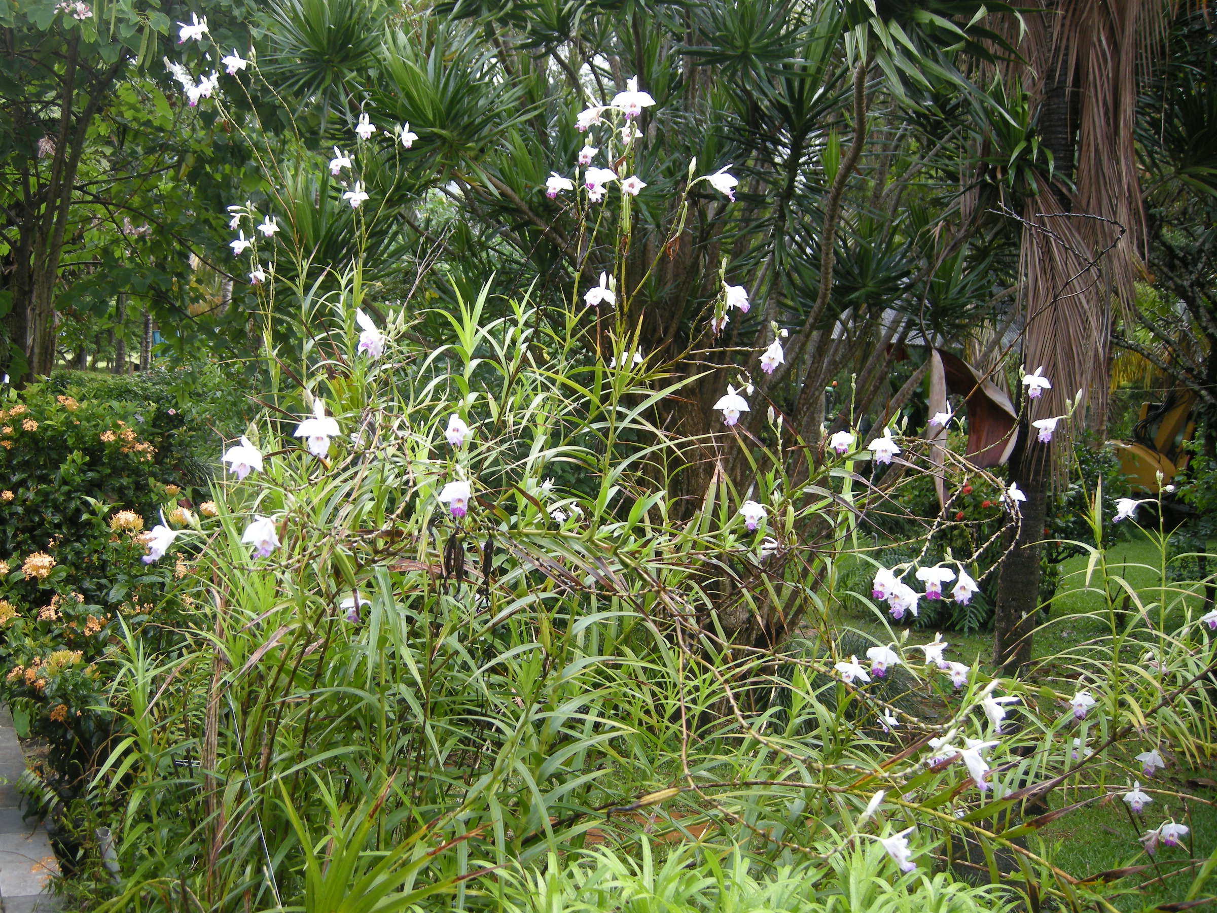 arundina_graminifolia4md