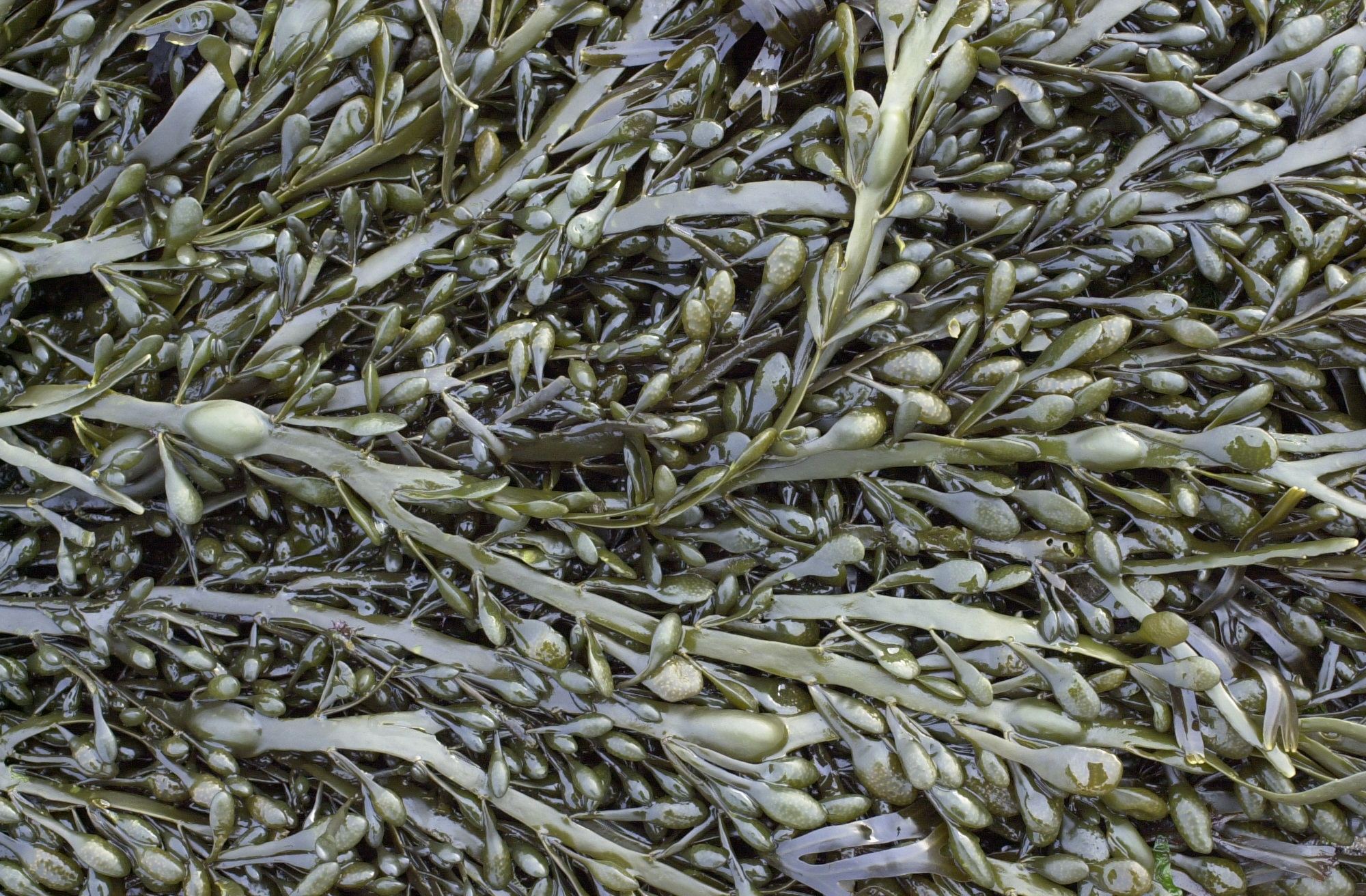 Afficher le média ascophyllum_nodosum2md ascophyllum_nodosum2md