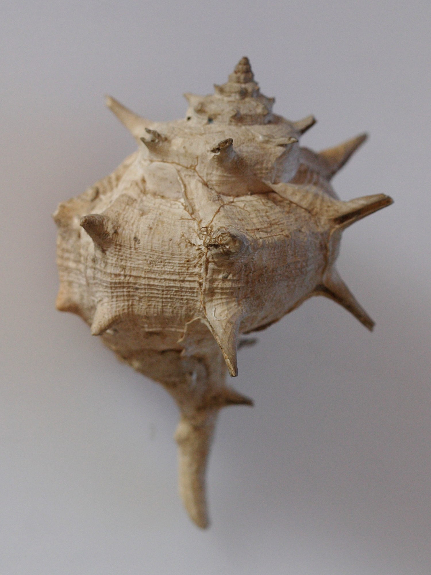 bolinus_brandaris1md