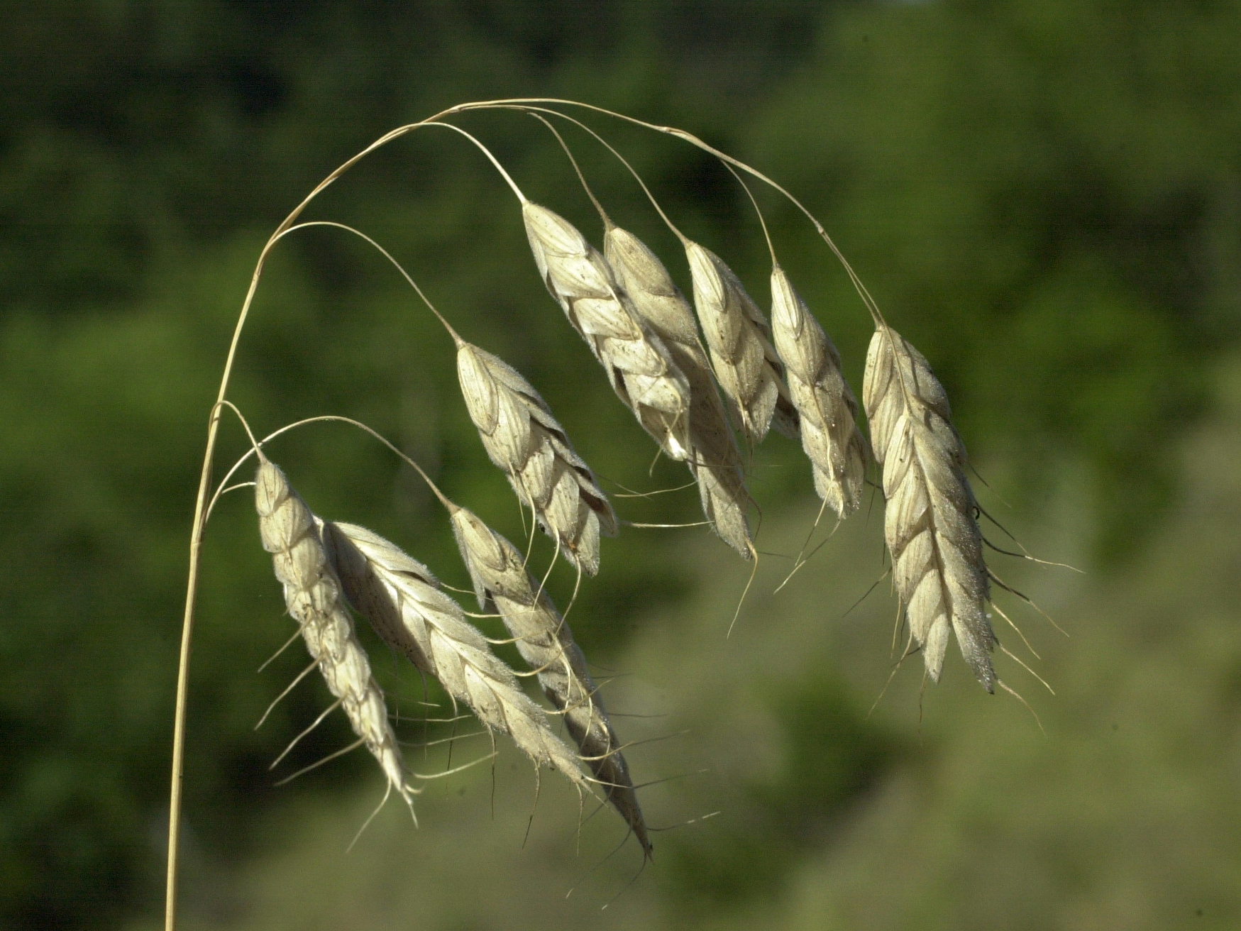 bromus_squarrosus2md