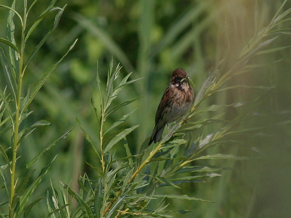 bruant_des_roseaux_-_emberiza_schoeniclus4bd
