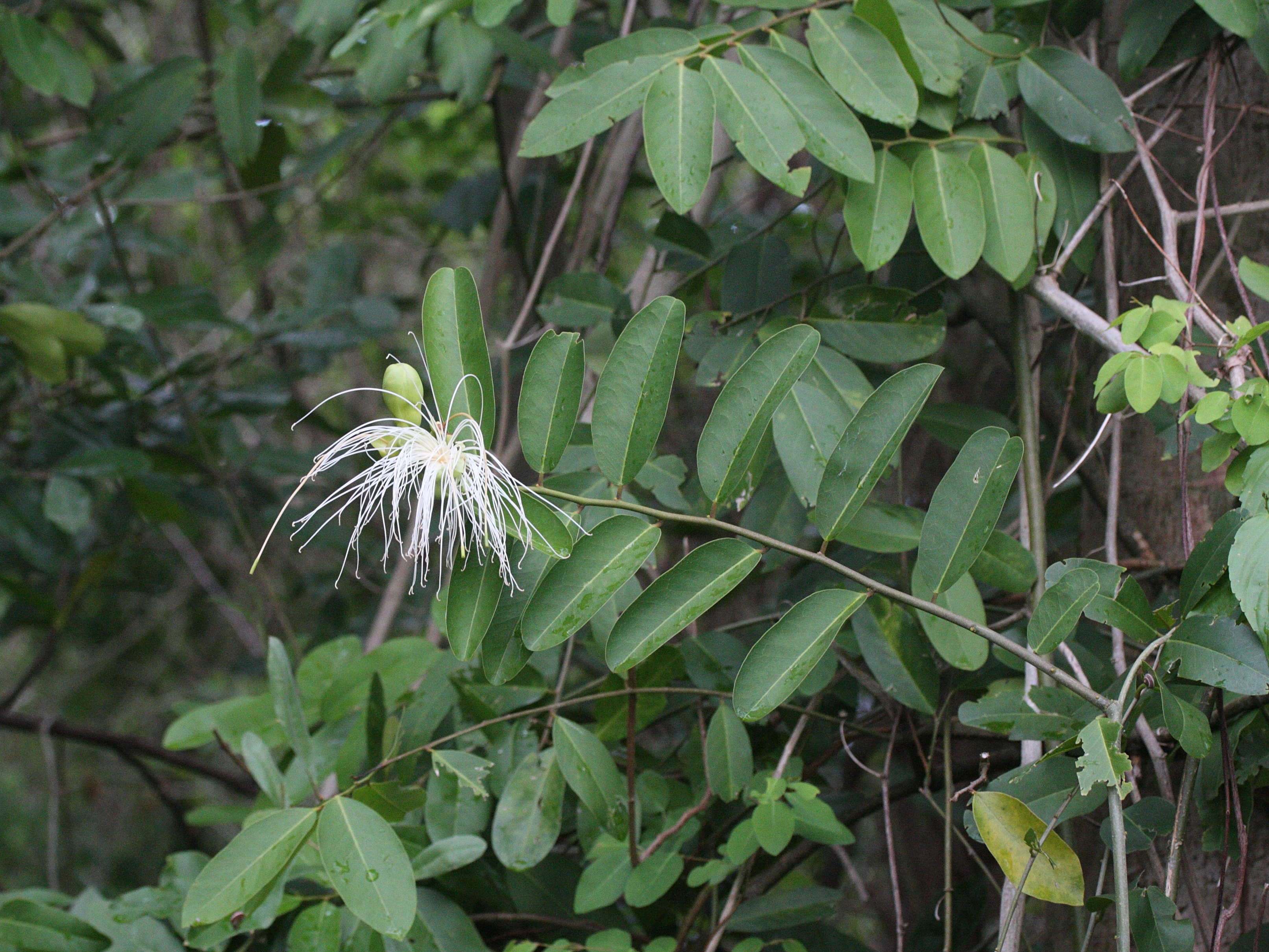 capparis_flexuosa8md