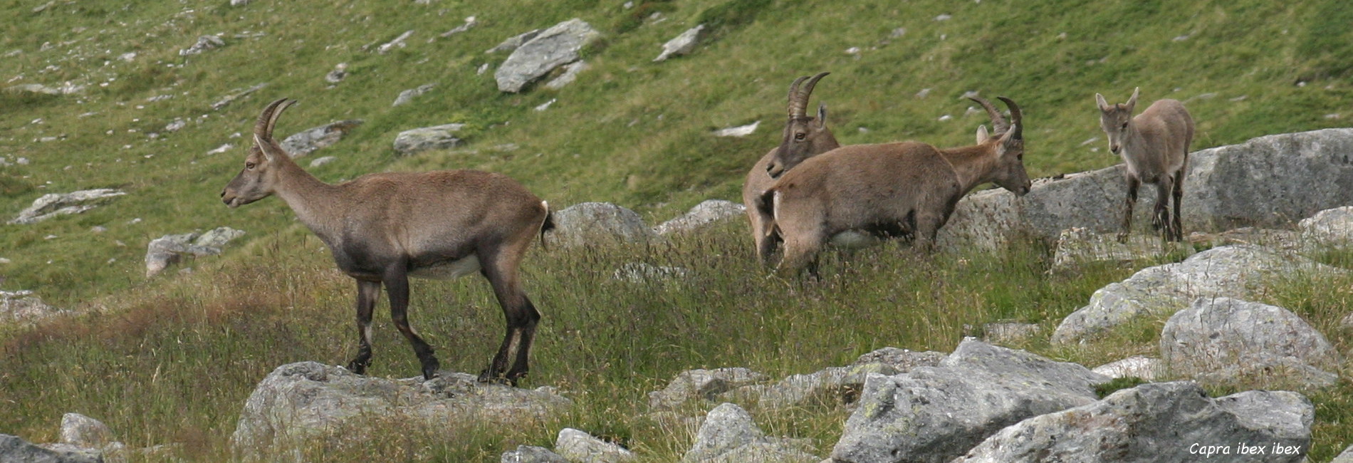 capra_ibex_ibex3sd