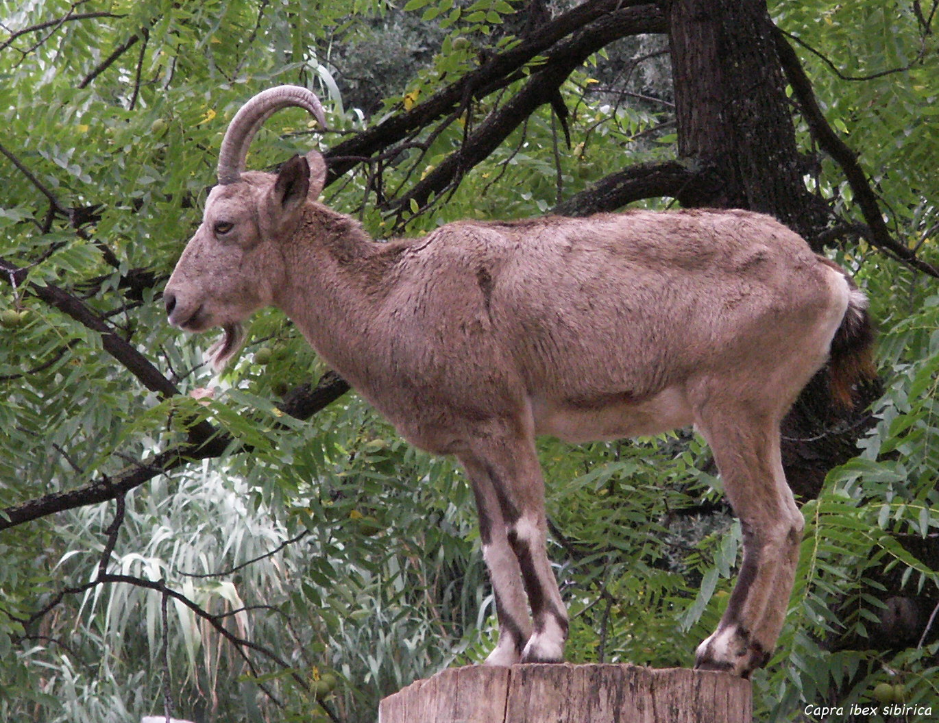 capra_sibirica1md