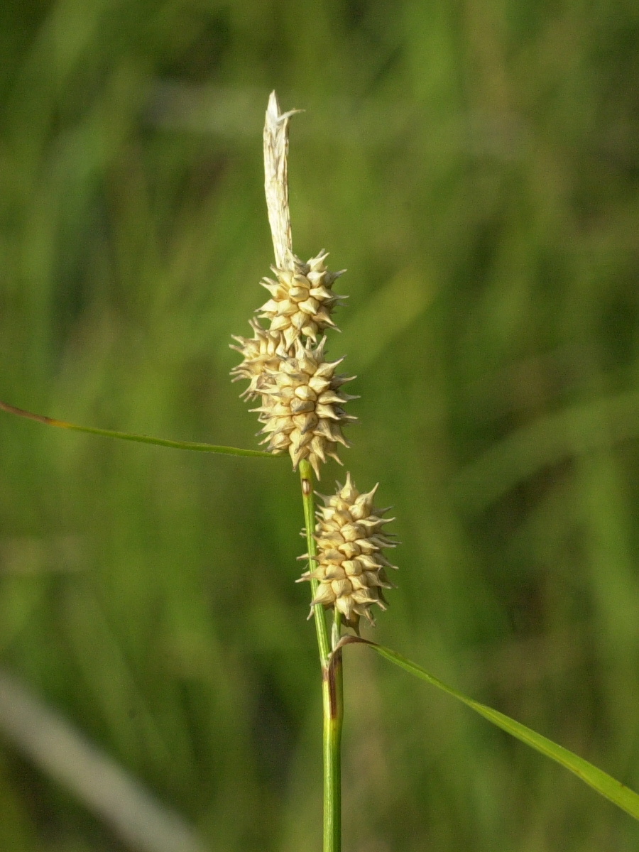 carex_viridula_elatior2md