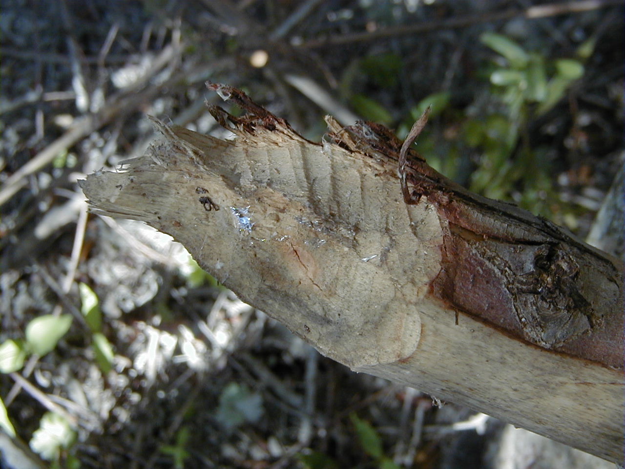 castor_fiber_tronc_coupe1md