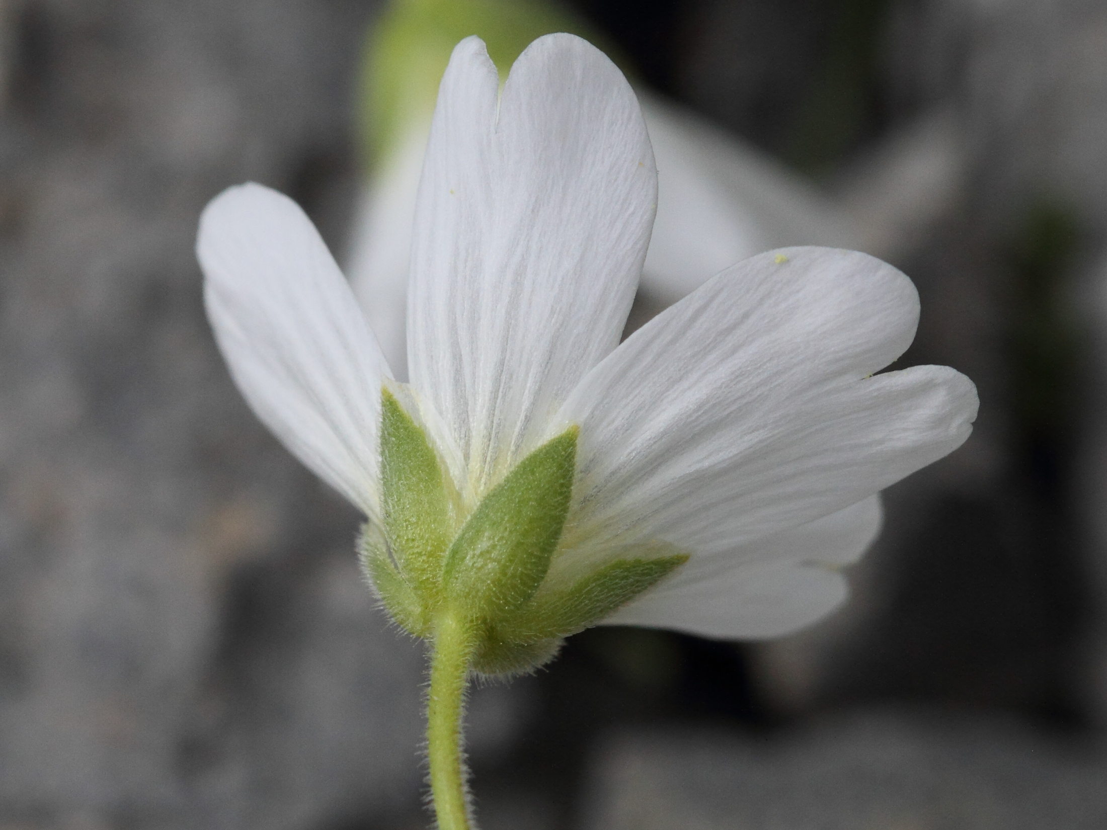 Afficher le média cerastium_alpinum3bd cerastium_alpinum3bd