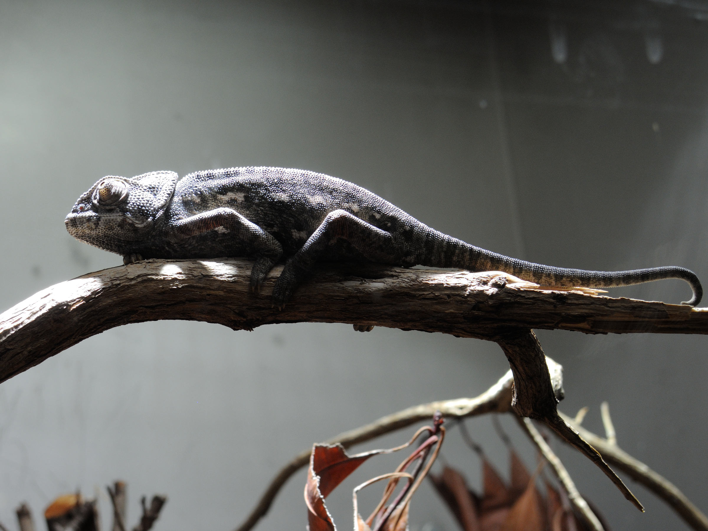 chamaeleo_chamaeleon2md