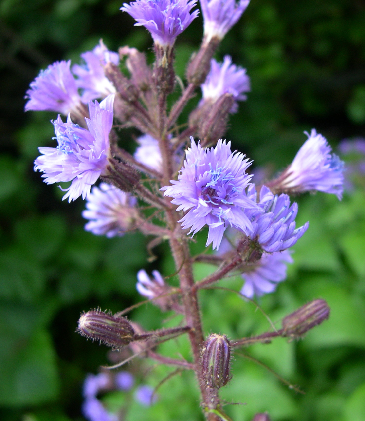 cicerbita_alpina2amd