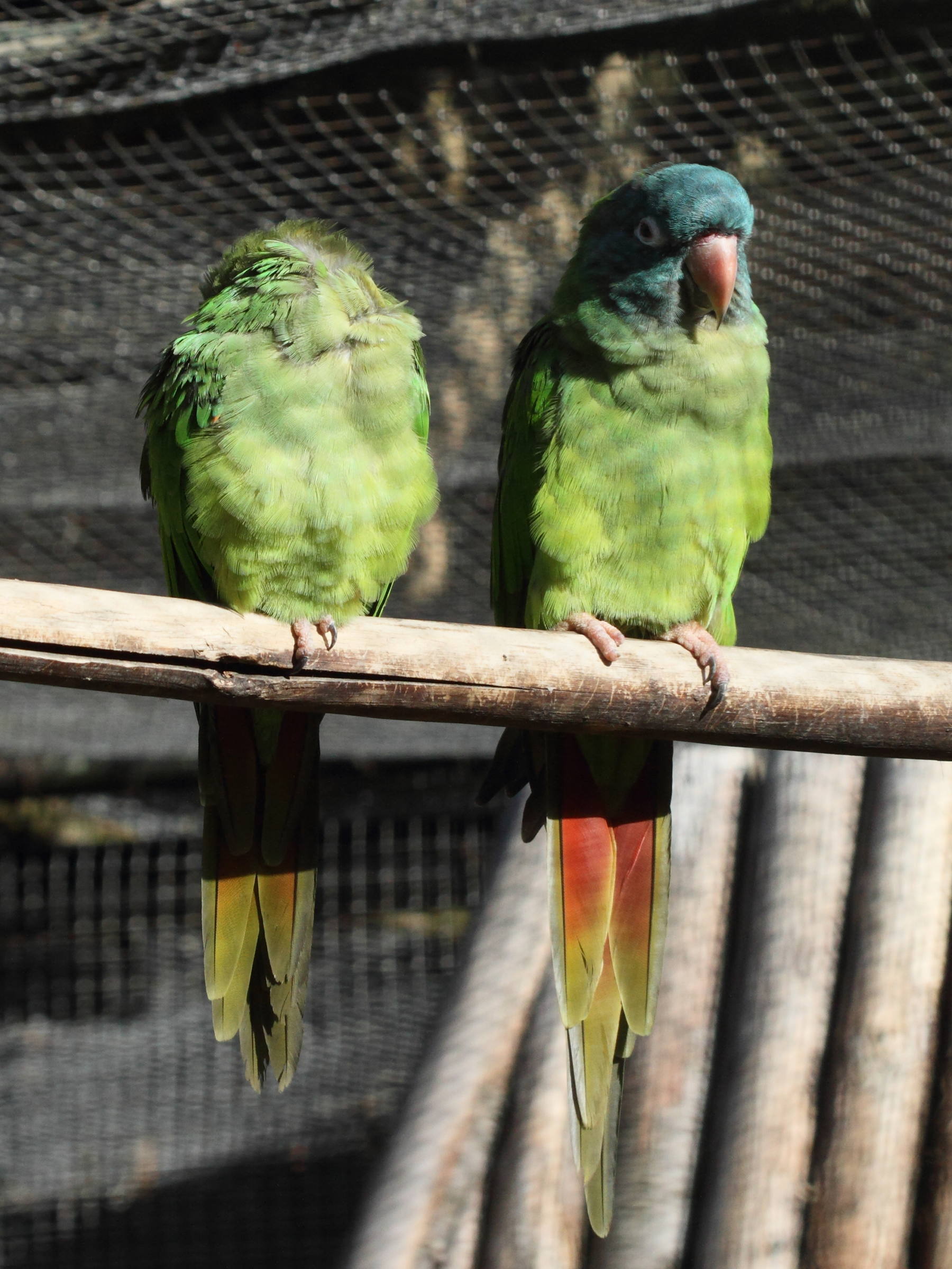 conure_a_tete_bleue_-_aratinga_acuticaudata1bd