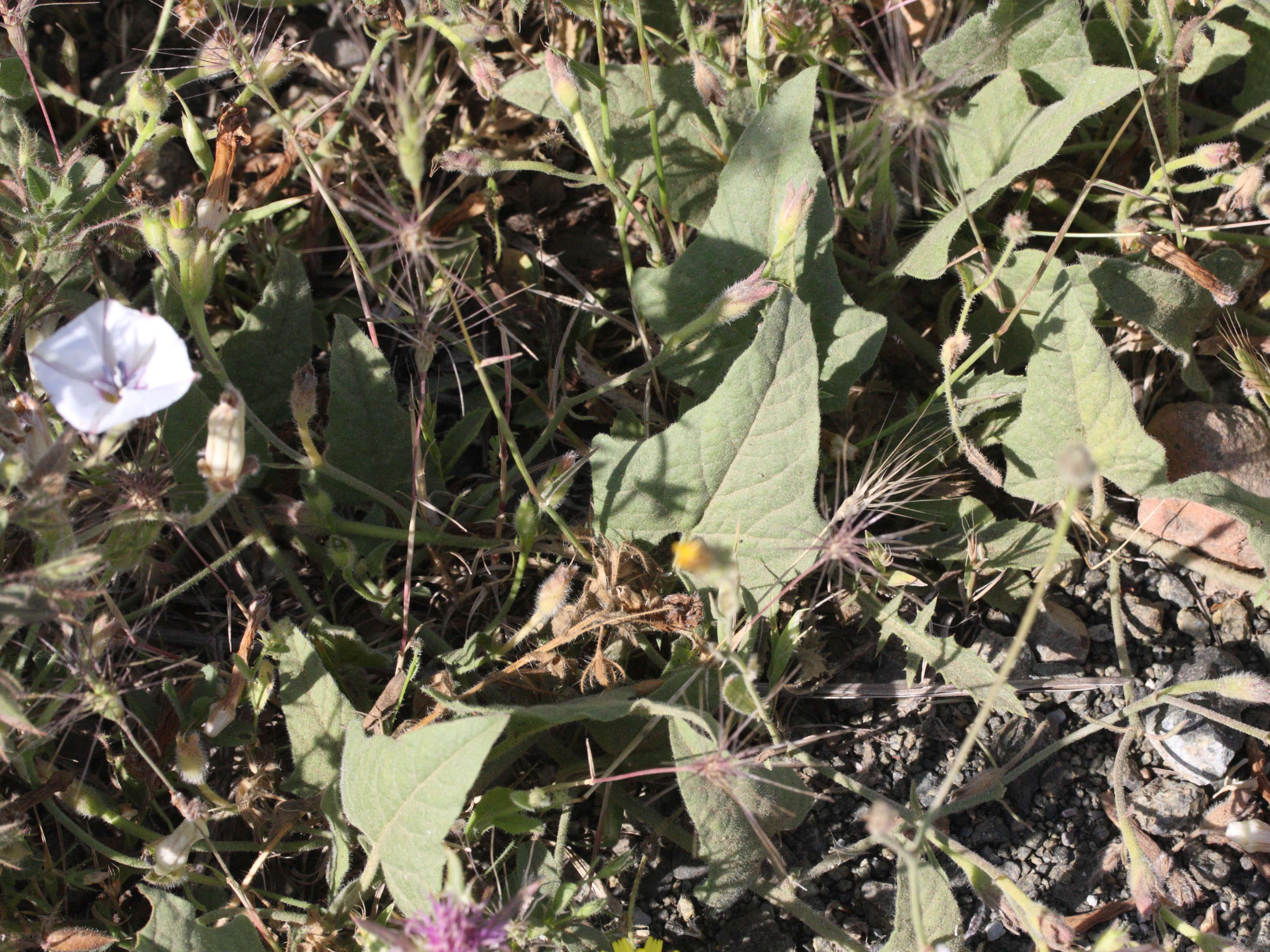 convolvulus_betonicifolius3md