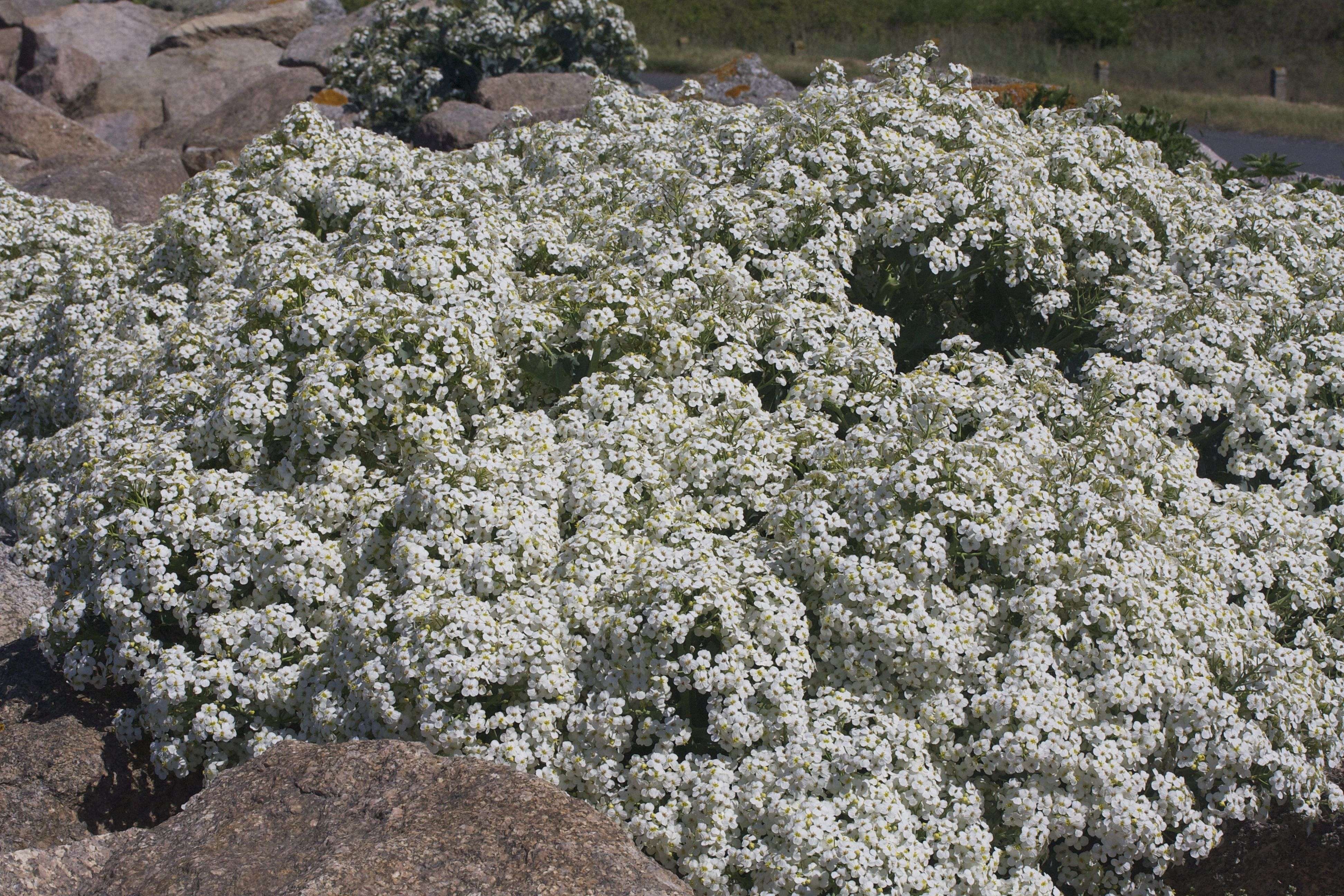 Afficher le média crambe_maritima1bmd crambe_maritima1bmd