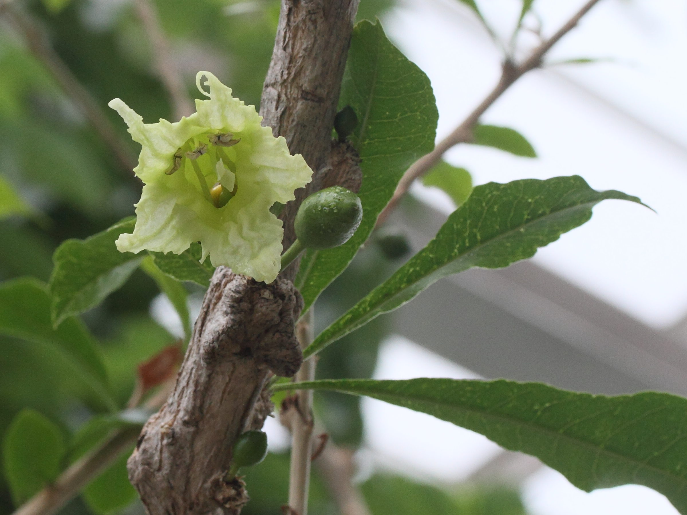 Afficher le média crescentia_cujete6md crescentia_cujete6md