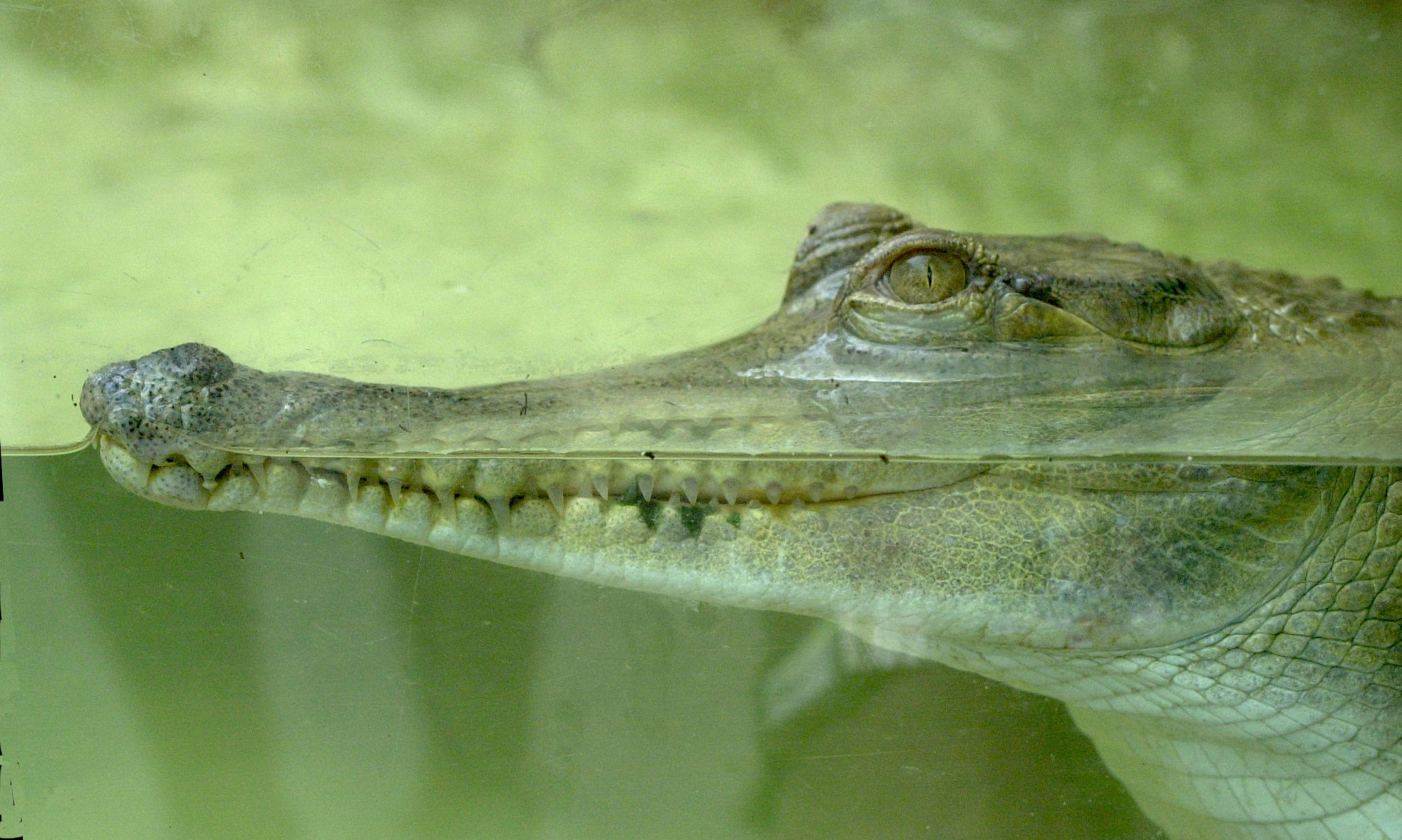 crocodylus_cataphractus2md
