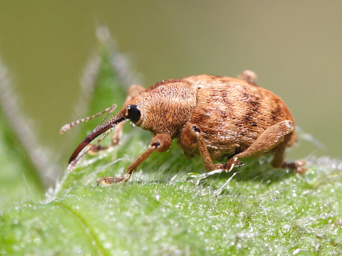 Afficher le média curculio_nucum1md curculio_nucum1md