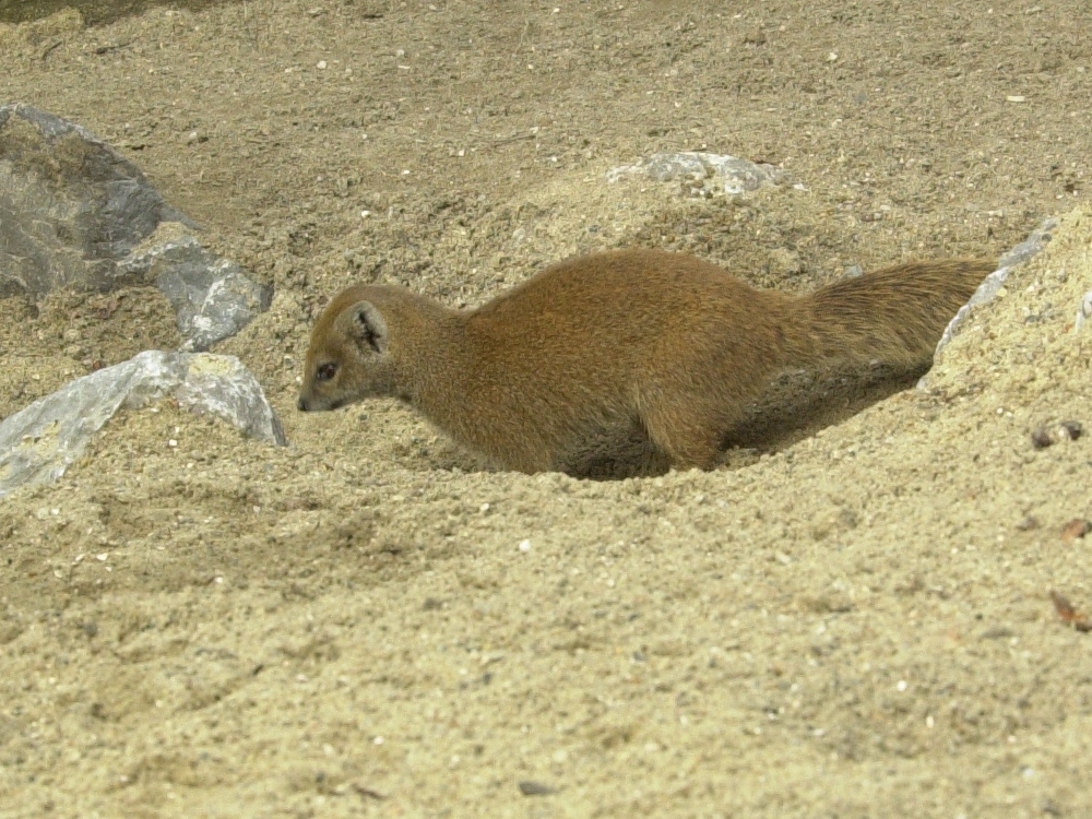 cynictis_penicillata1bd