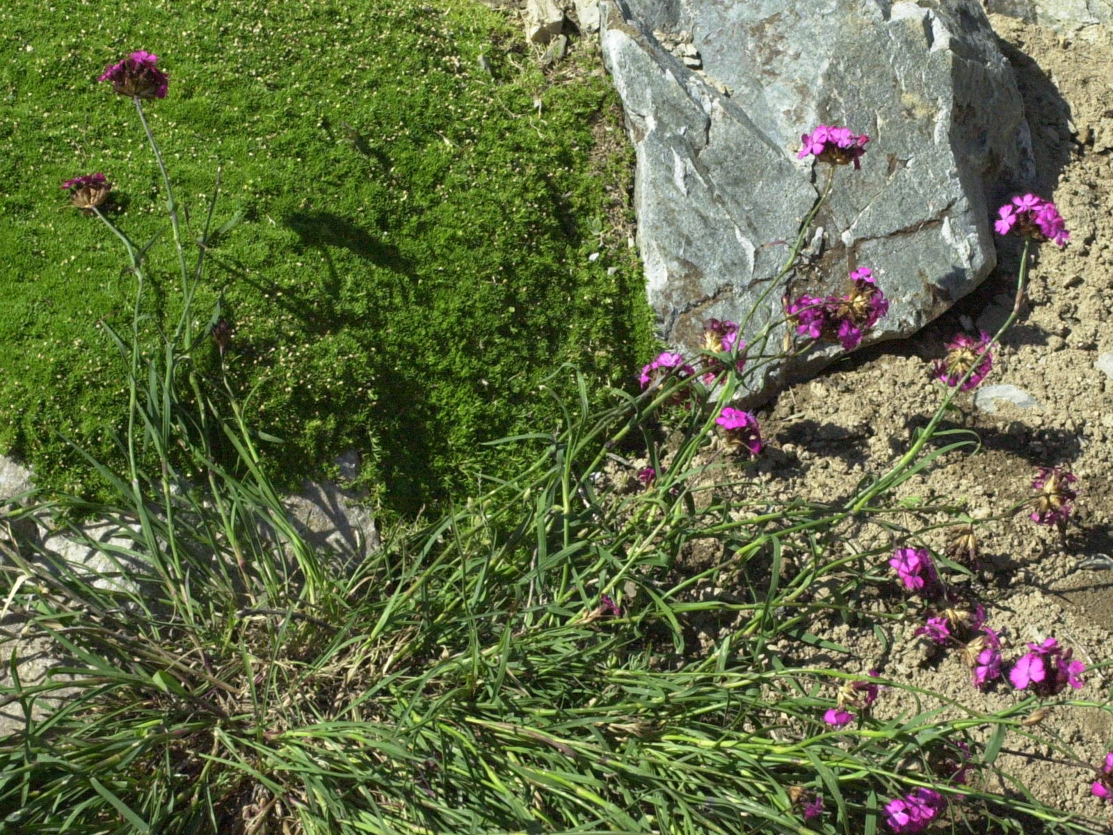 Afficher le média dianthus_carthusianorum1bmd dianthus_carthusianorum1bmd