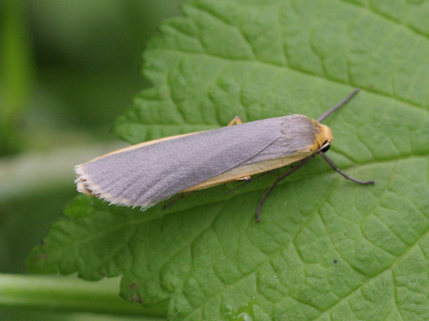 Afficher le média eilema_complana2bd eilema_complana2bd