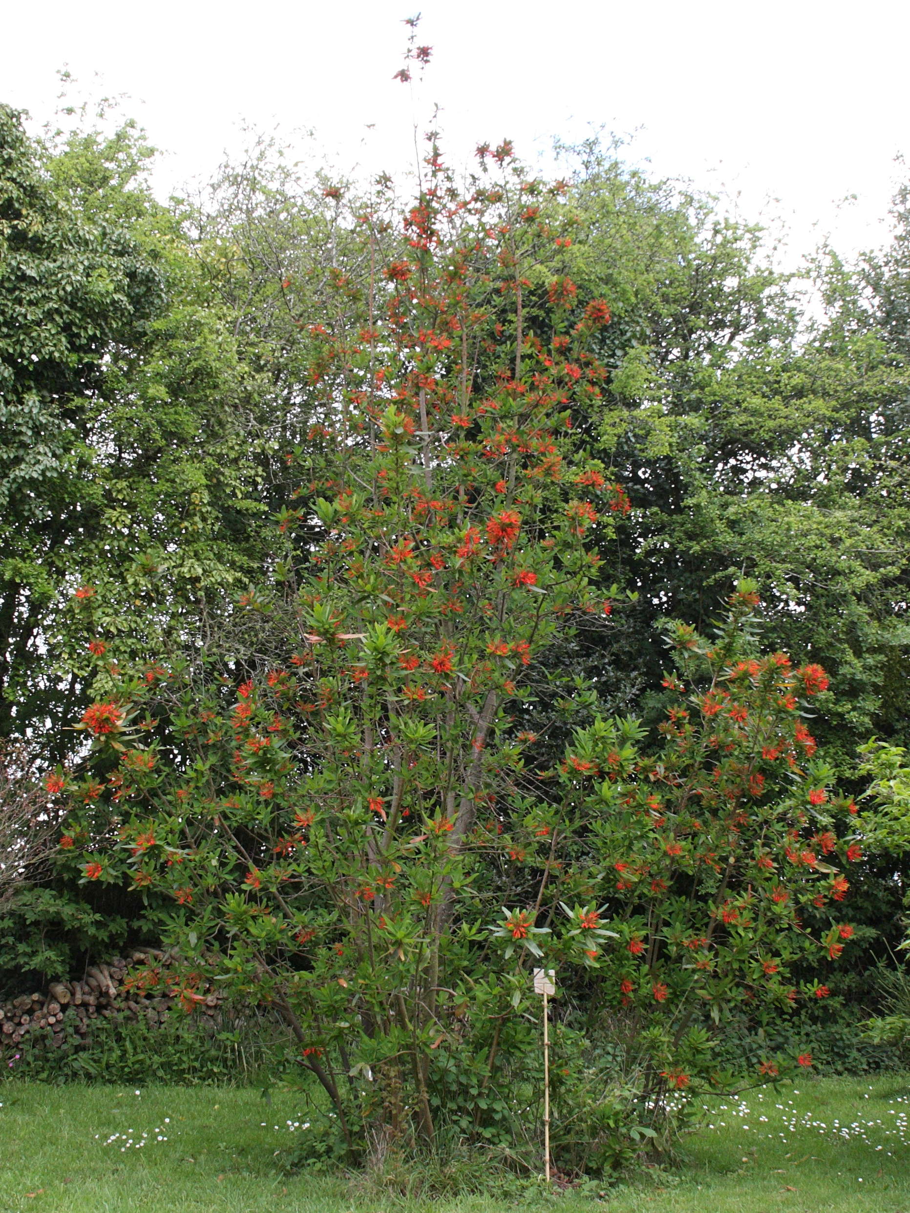 Afficher le média embothrium_coccineum3bd embothrium_coccineum3bd