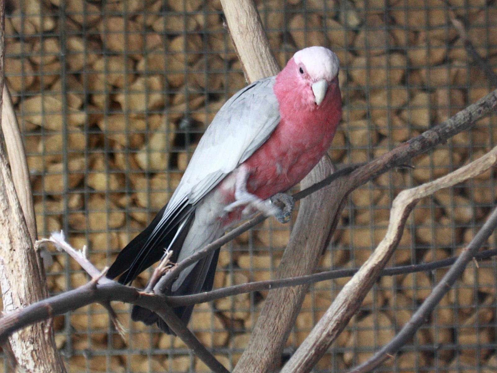 Eolophus_roseicapilla