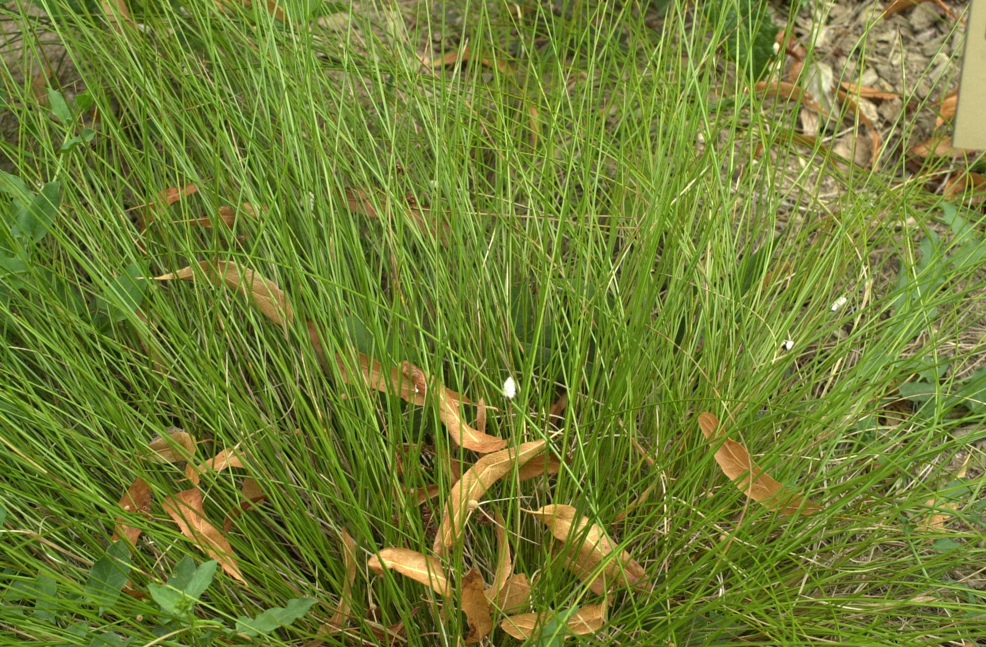 eriophorum_vaginatum1md