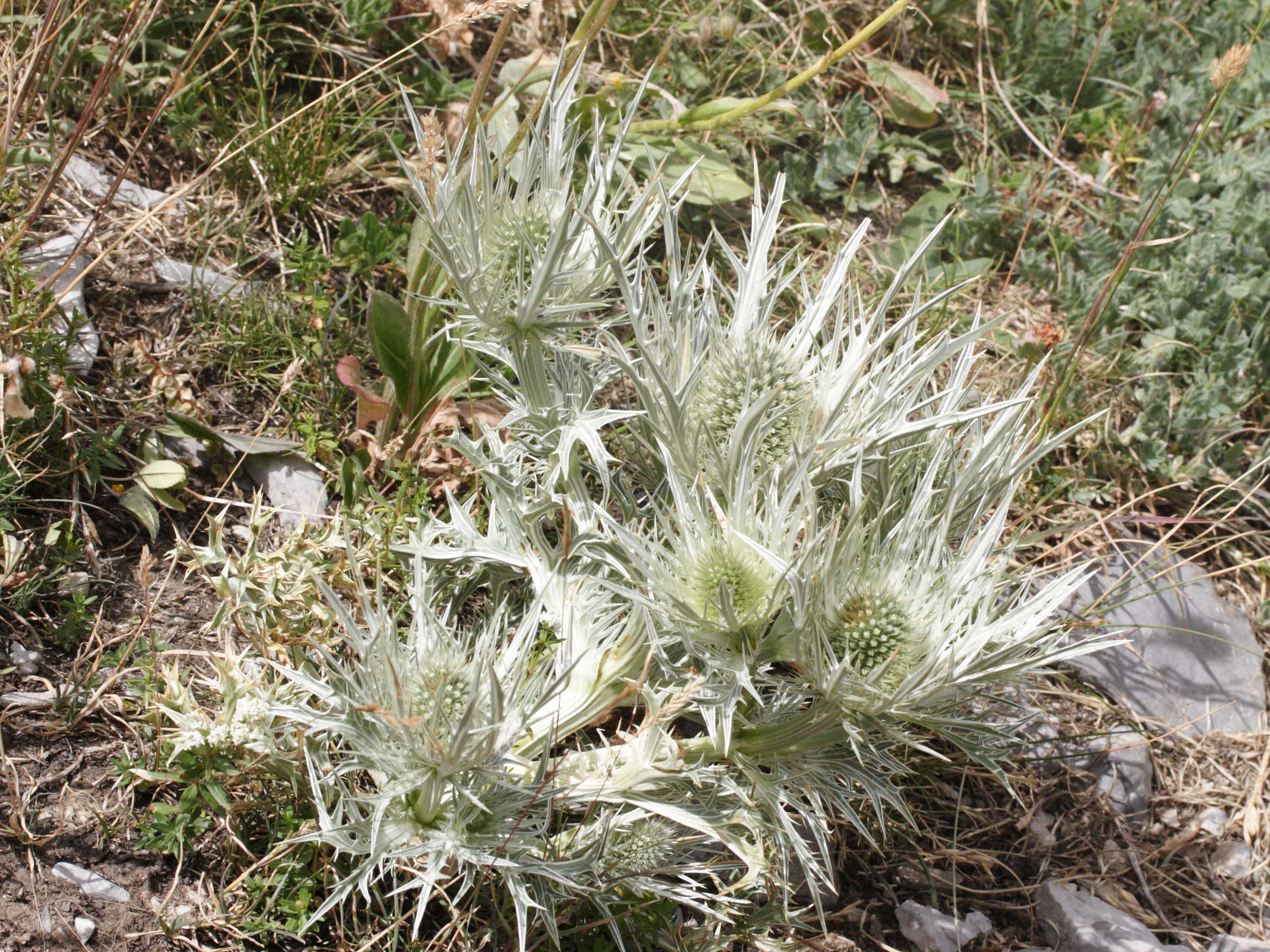 eryngium_spinalba1md