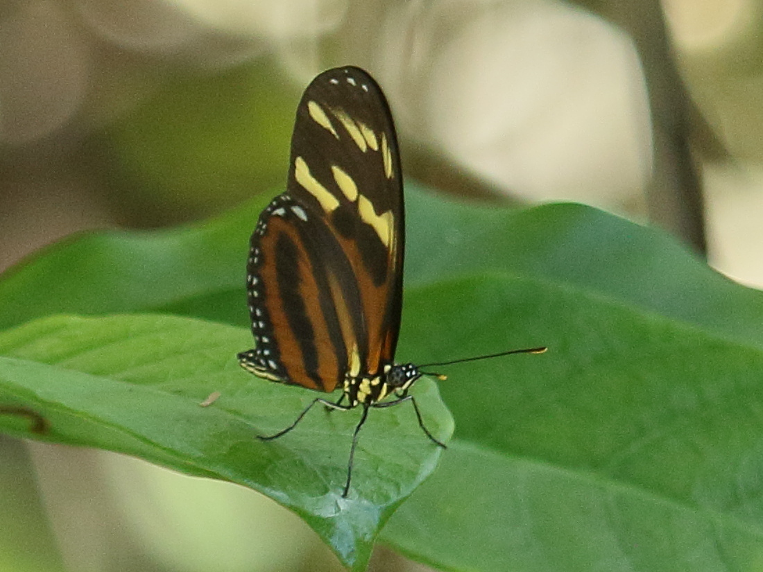 Afficher le média eueides_isabella_eva1bd eueides_isabella_eva1bd