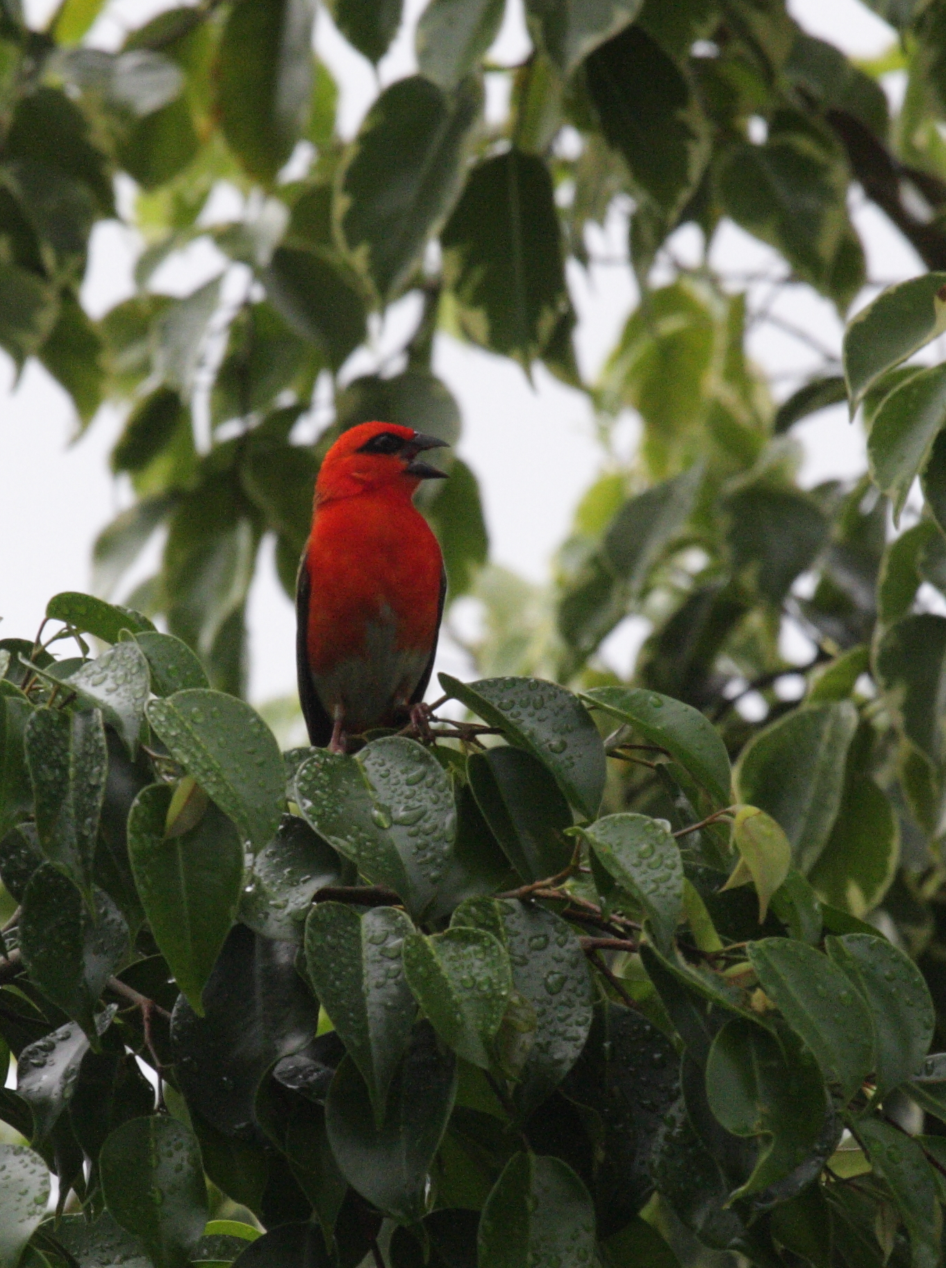 Foudia_madagascariensis