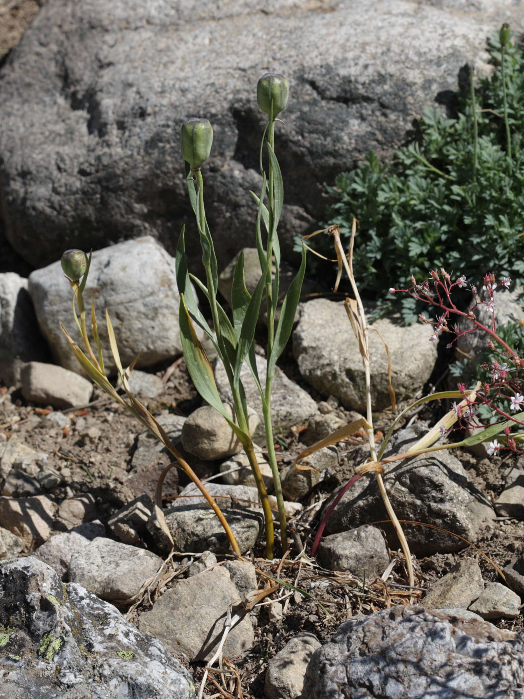 fritillaria_pyrenaica1bd