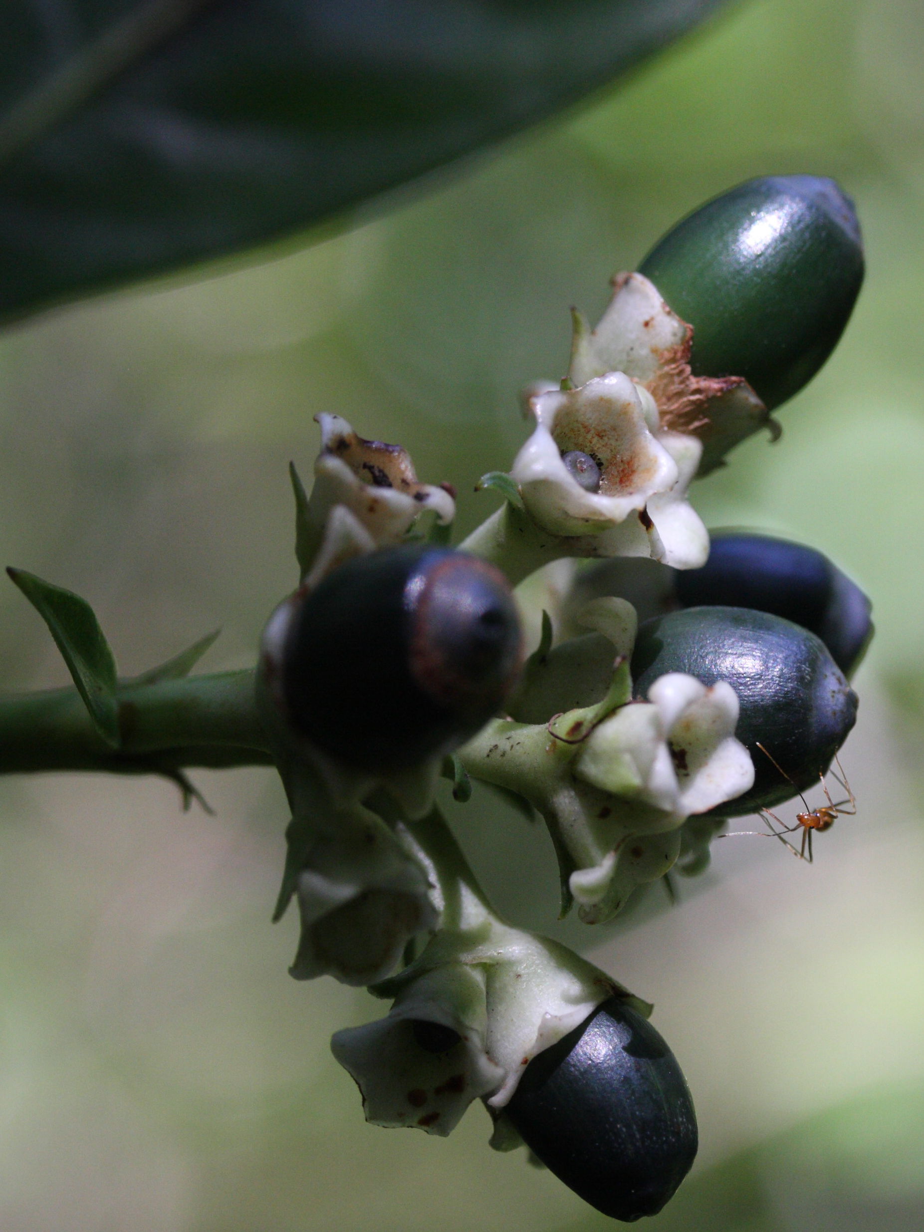 gaertnera_vaginata2md