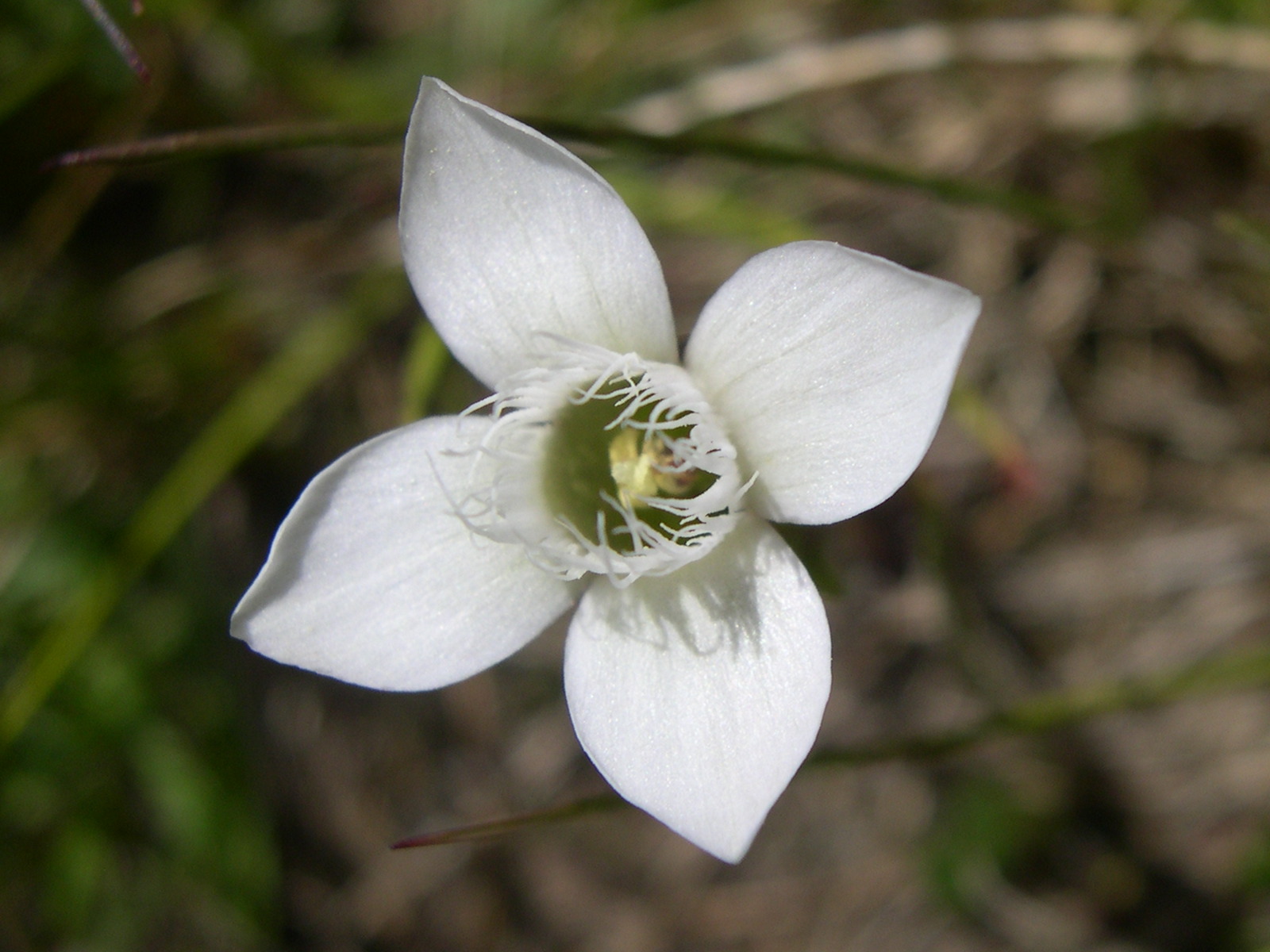 Afficher le média gentianella_campestris5sd gentianella_campestris5sd