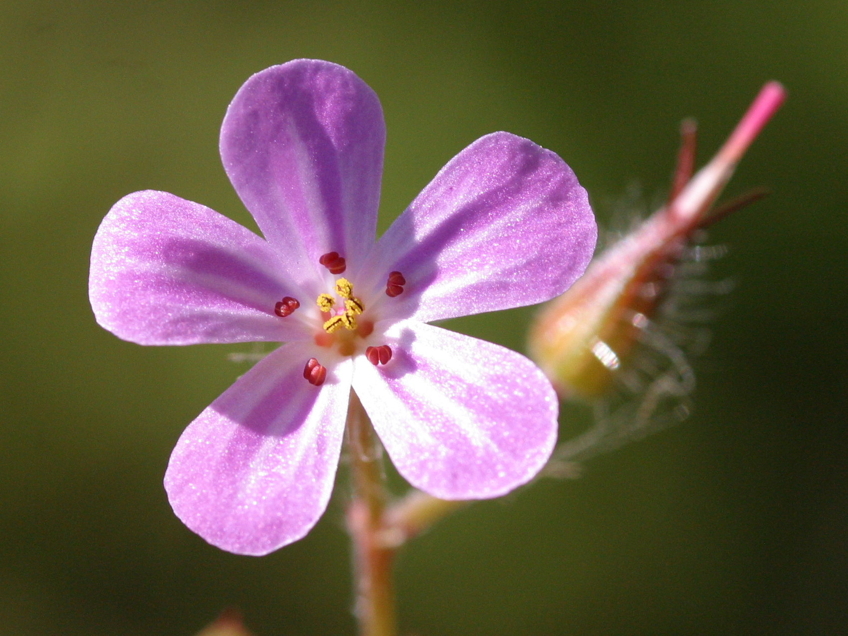Geranium_robertianum