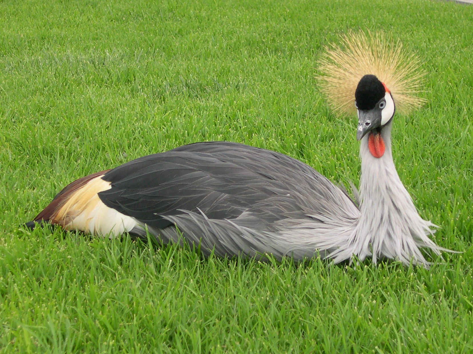 grue_royale_-_balearica_regulorum2fca