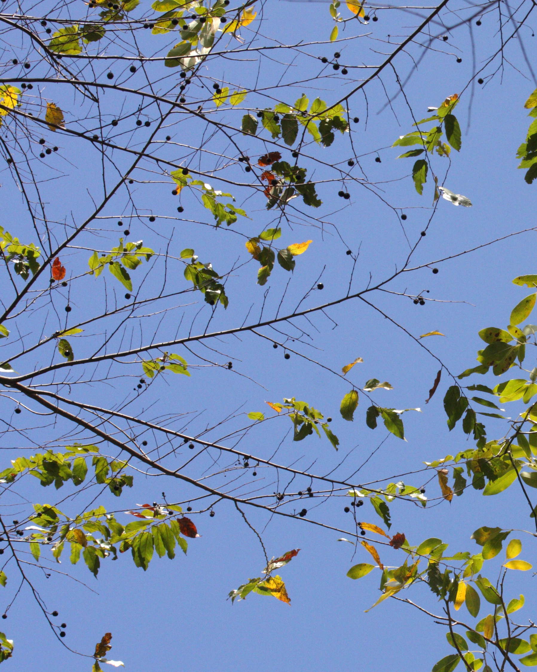 guazuma_ulmifolia2bd