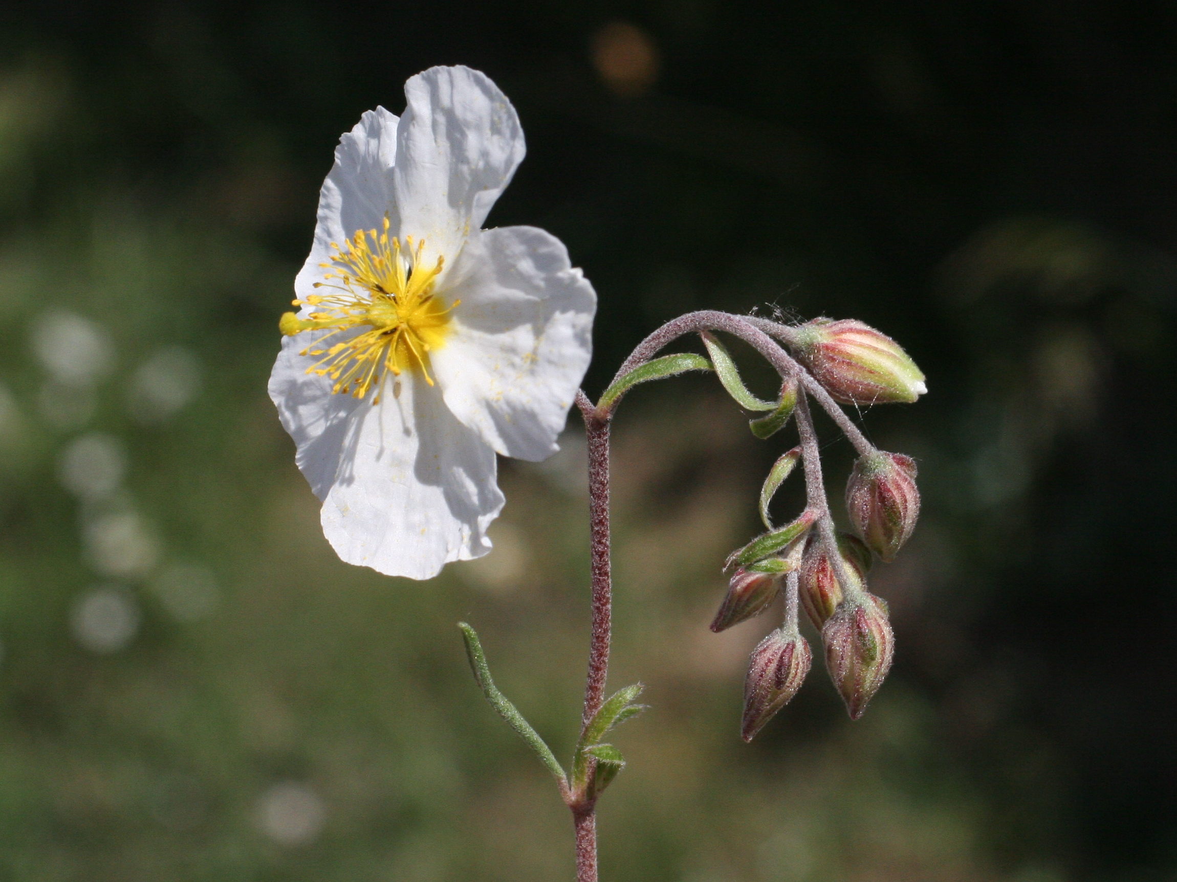 Afficher le média helianthemum_apenninum3md helianthemum_apenninum3md
