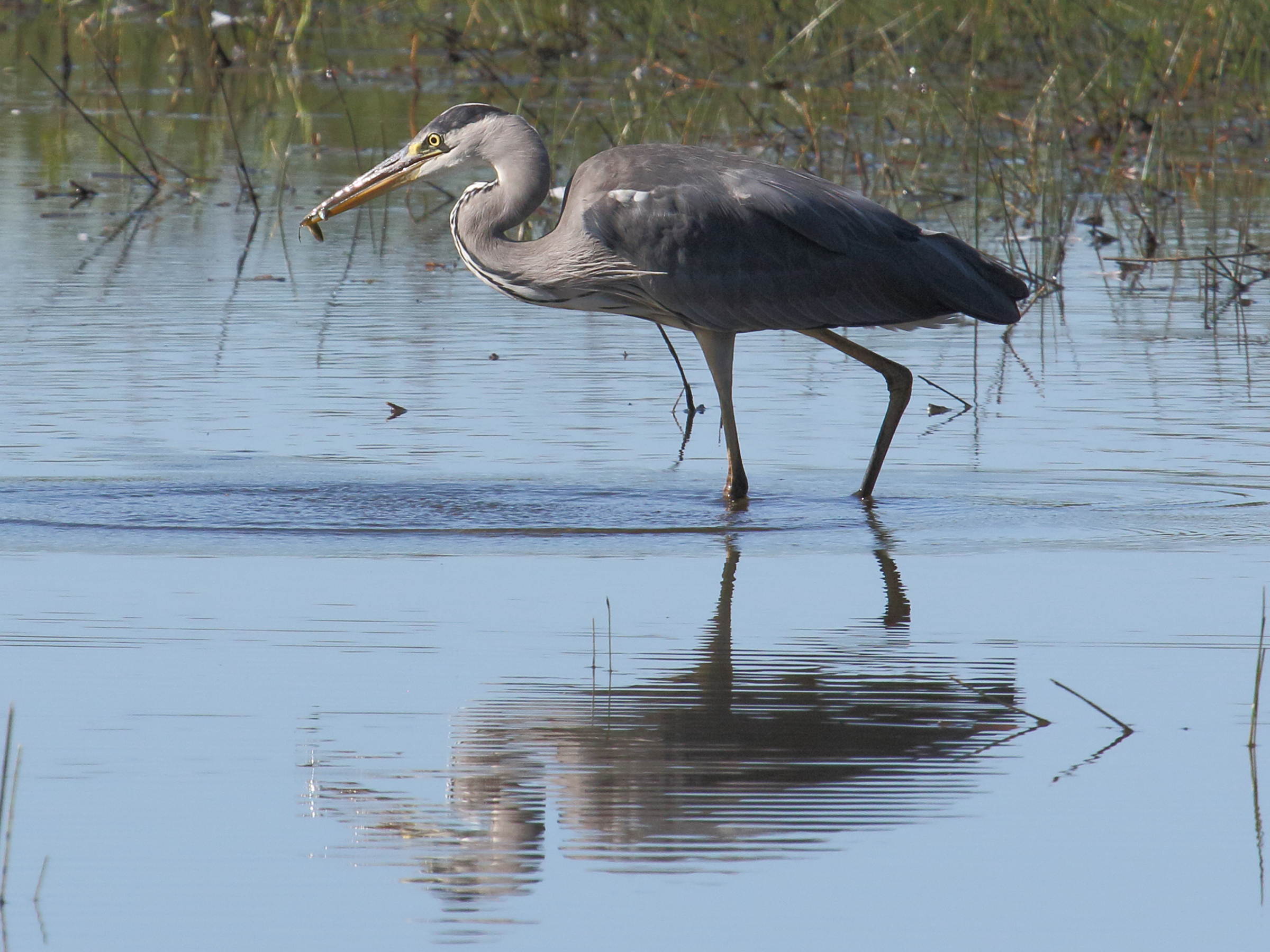heron_cendre_-_ardea_cinerea8bd