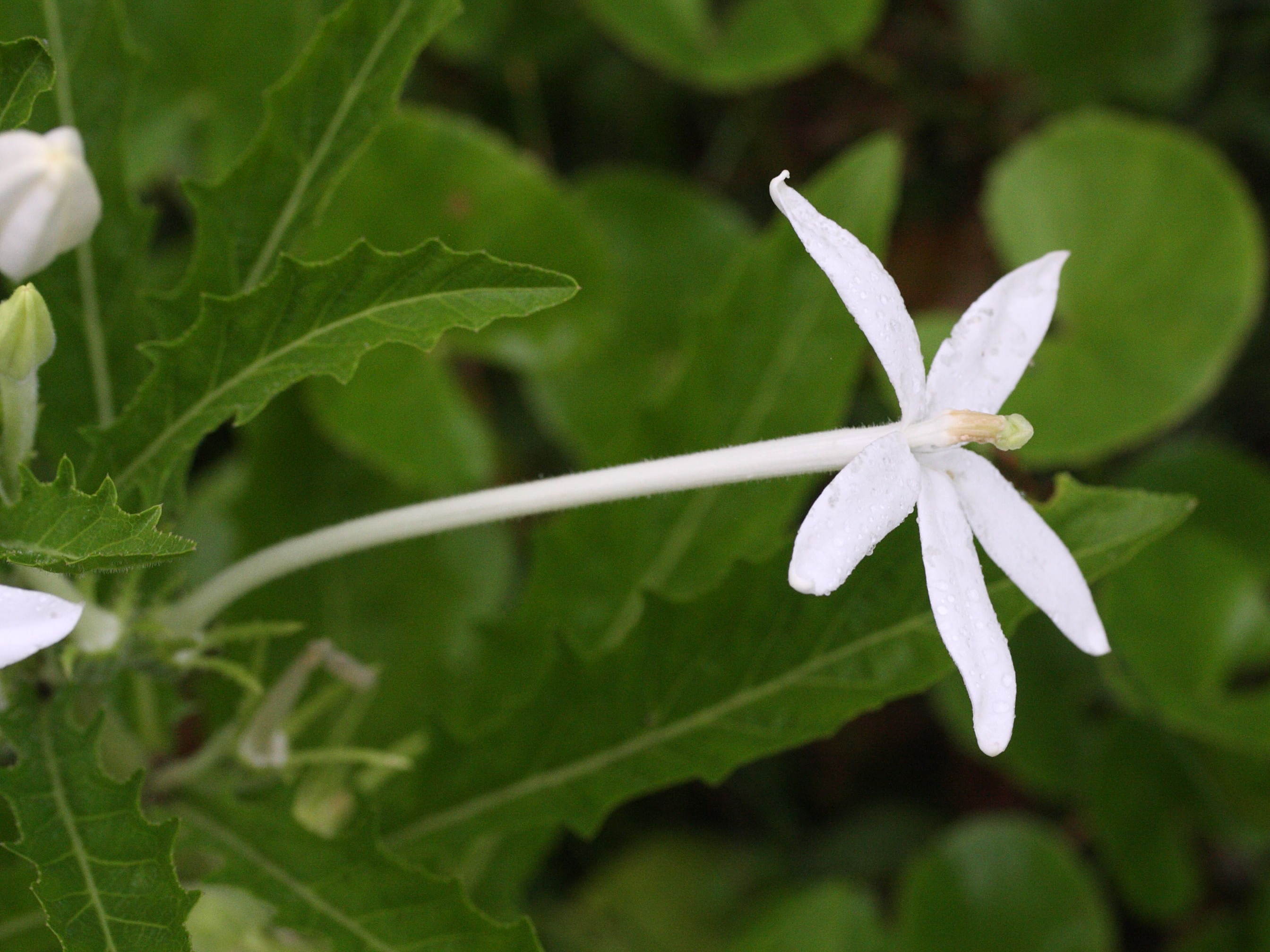 Afficher le média hippobroma_longiflora4md hippobroma_longiflora4md