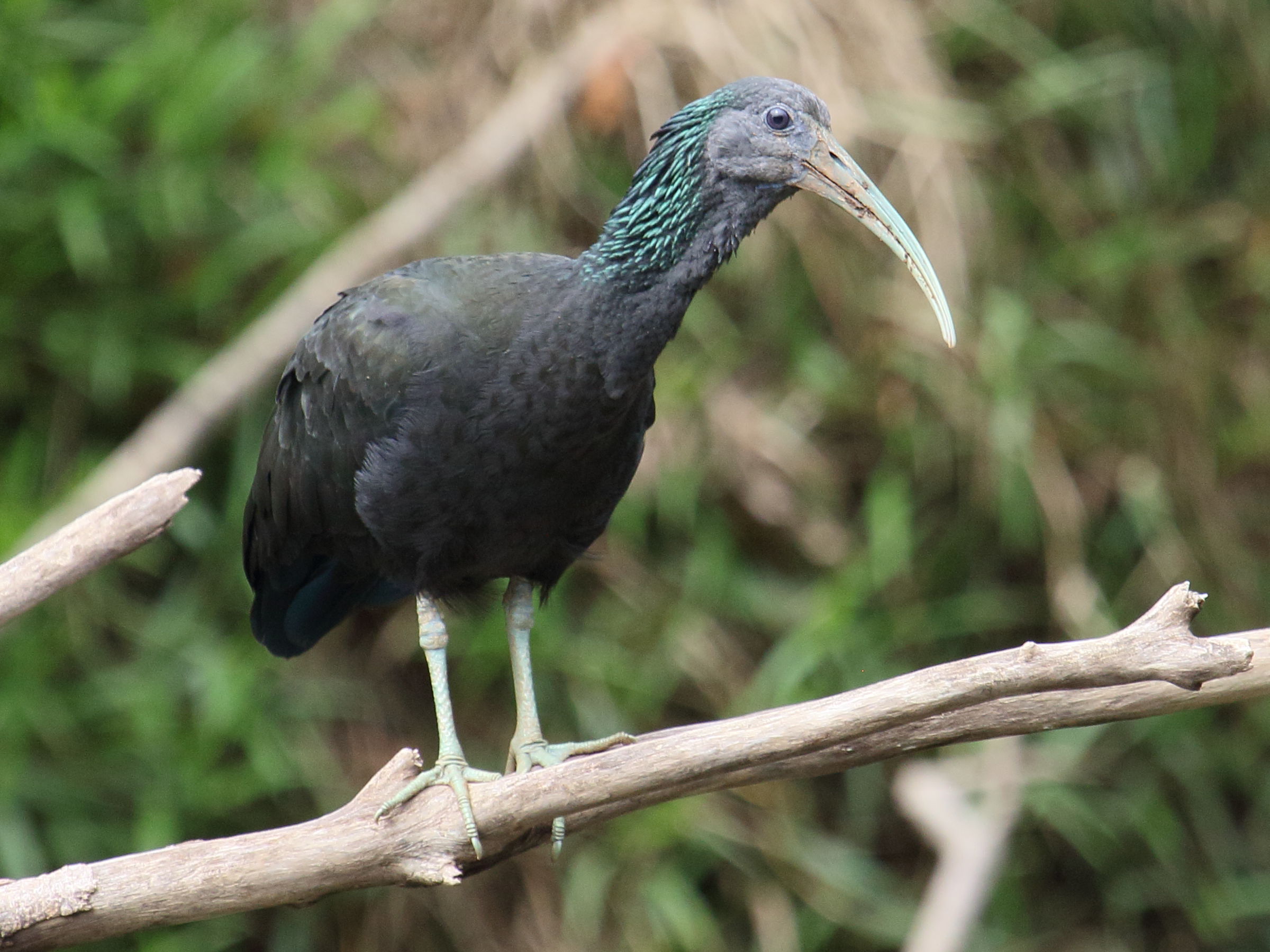 Afficher le média ibis_vert_-_mesembrinibis_cayennensis1bd ibis_vert_-_mesembrinibis_cayennensis1bd