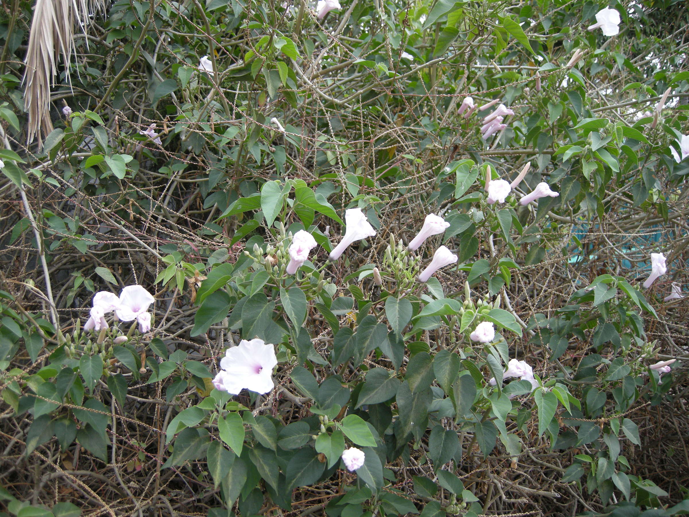 ipomoea_carnea_fistulosa3md