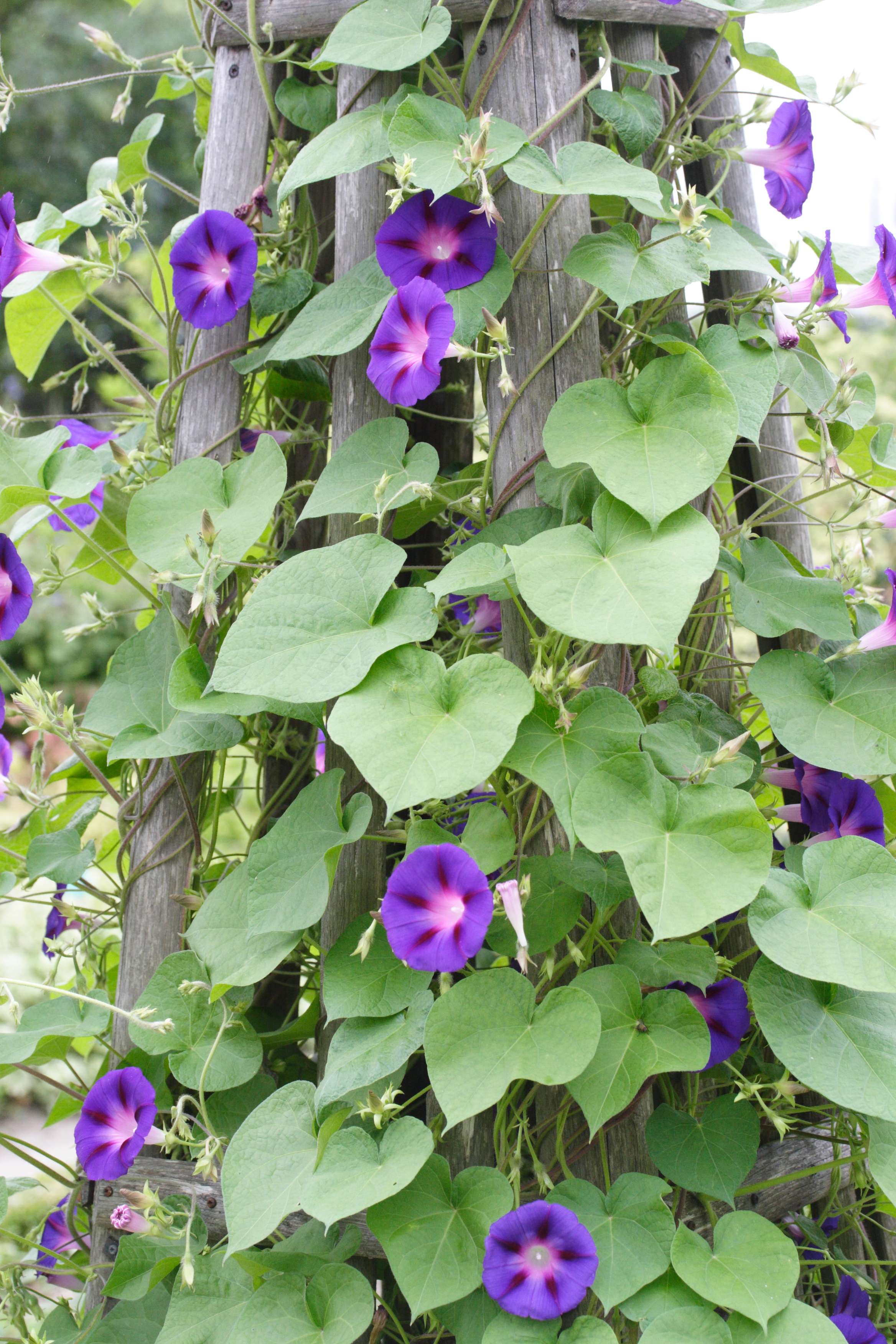 ipomoea_purpurea4md